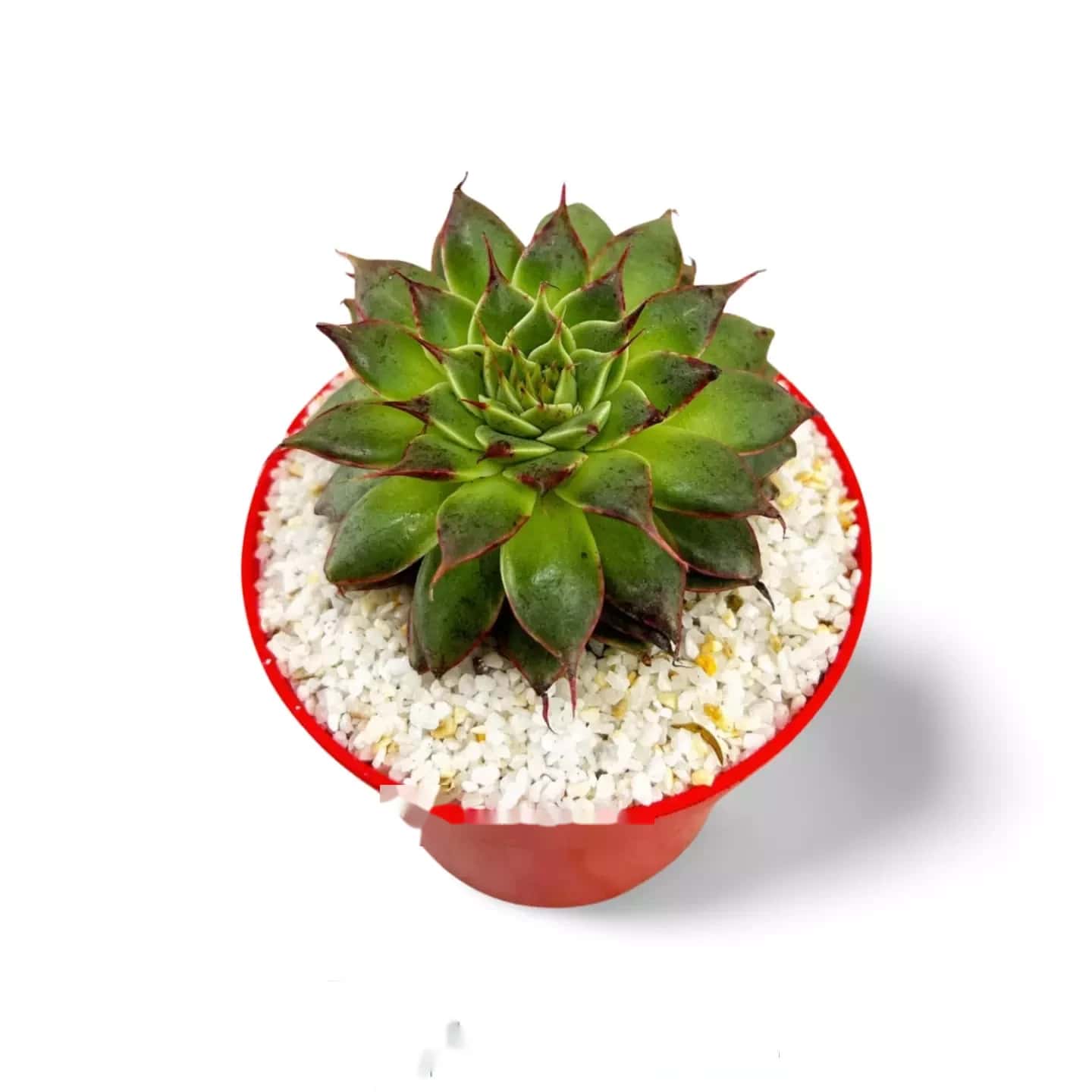 Sempervivum calcareum