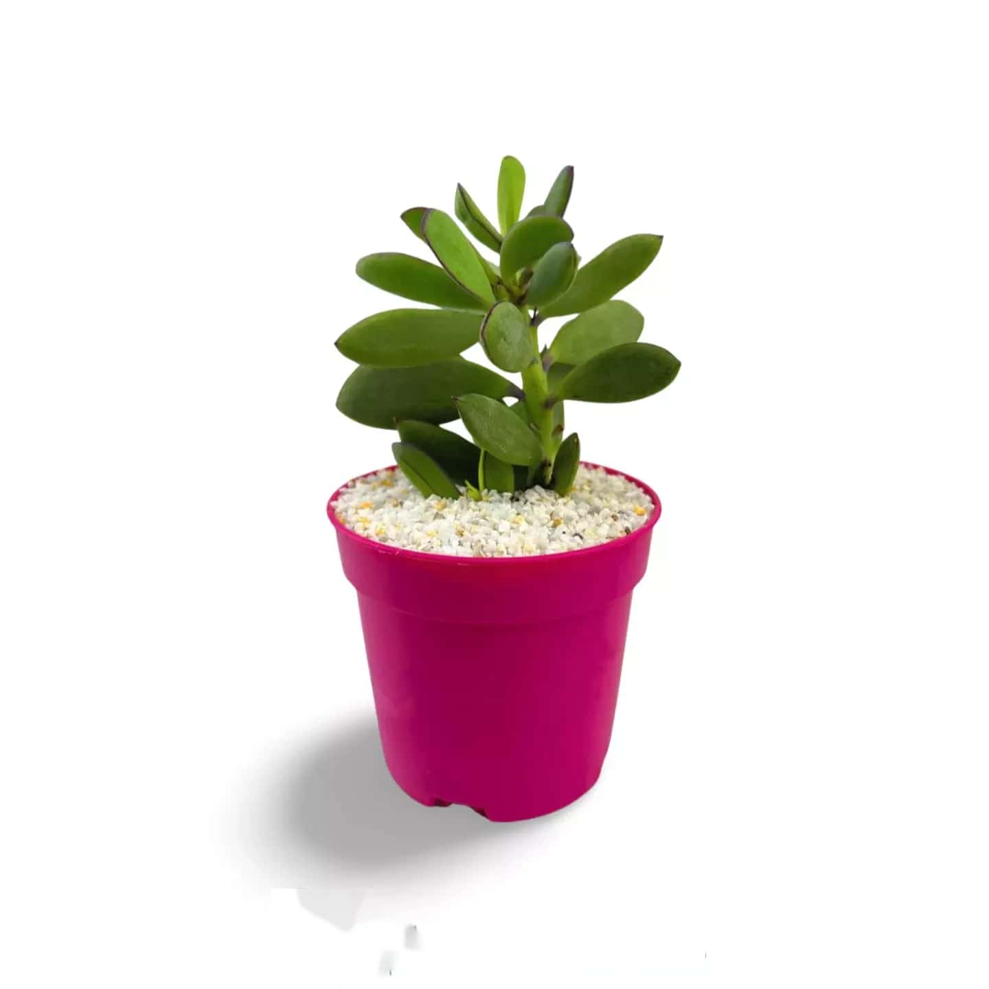 Senecio crassissimus