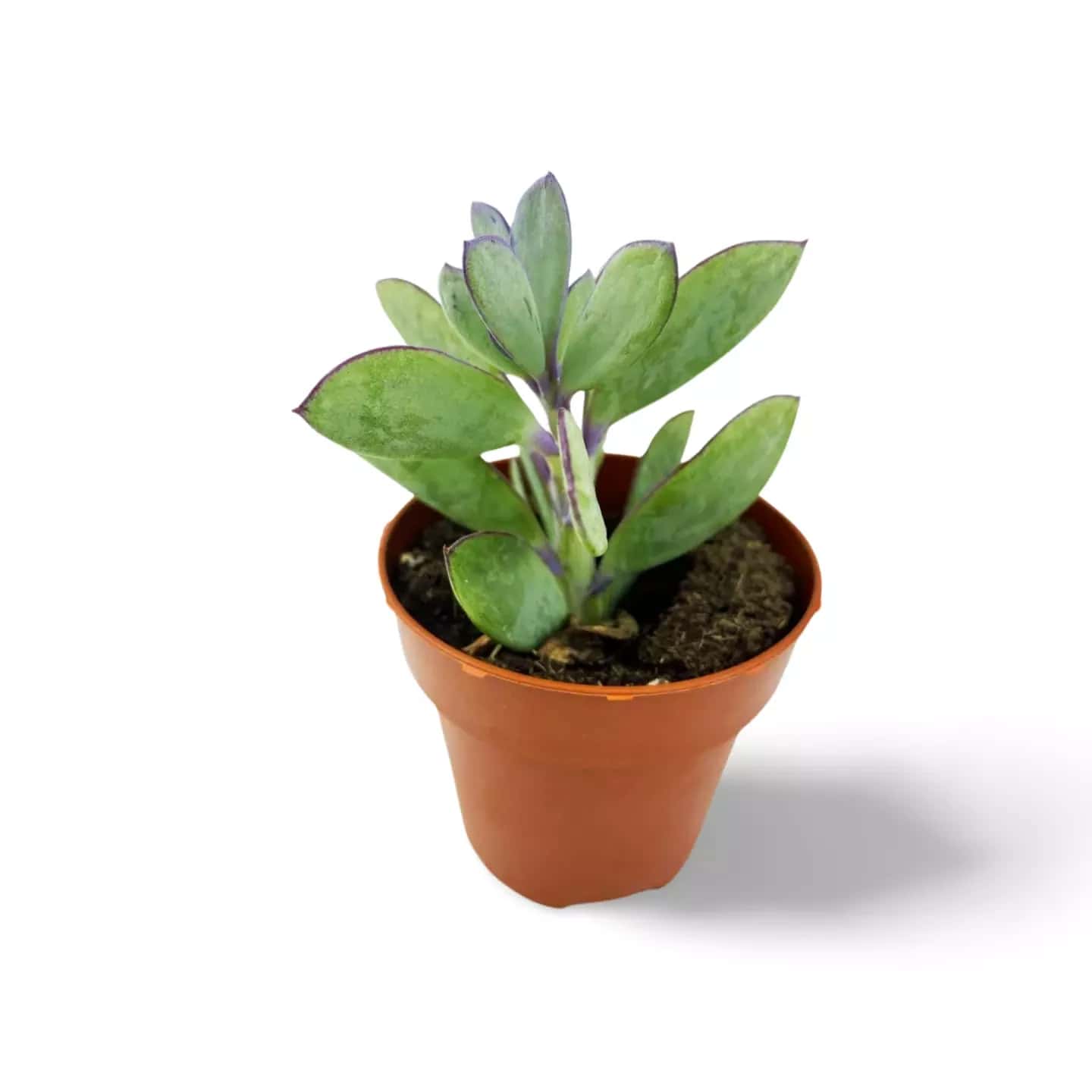 Senecio Crassissimus