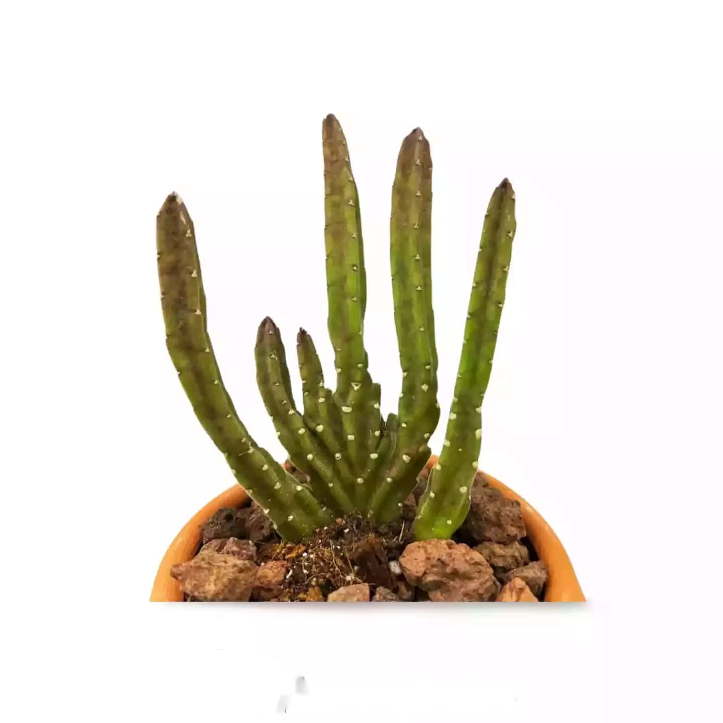 Stapelia Leendertziae Cristata