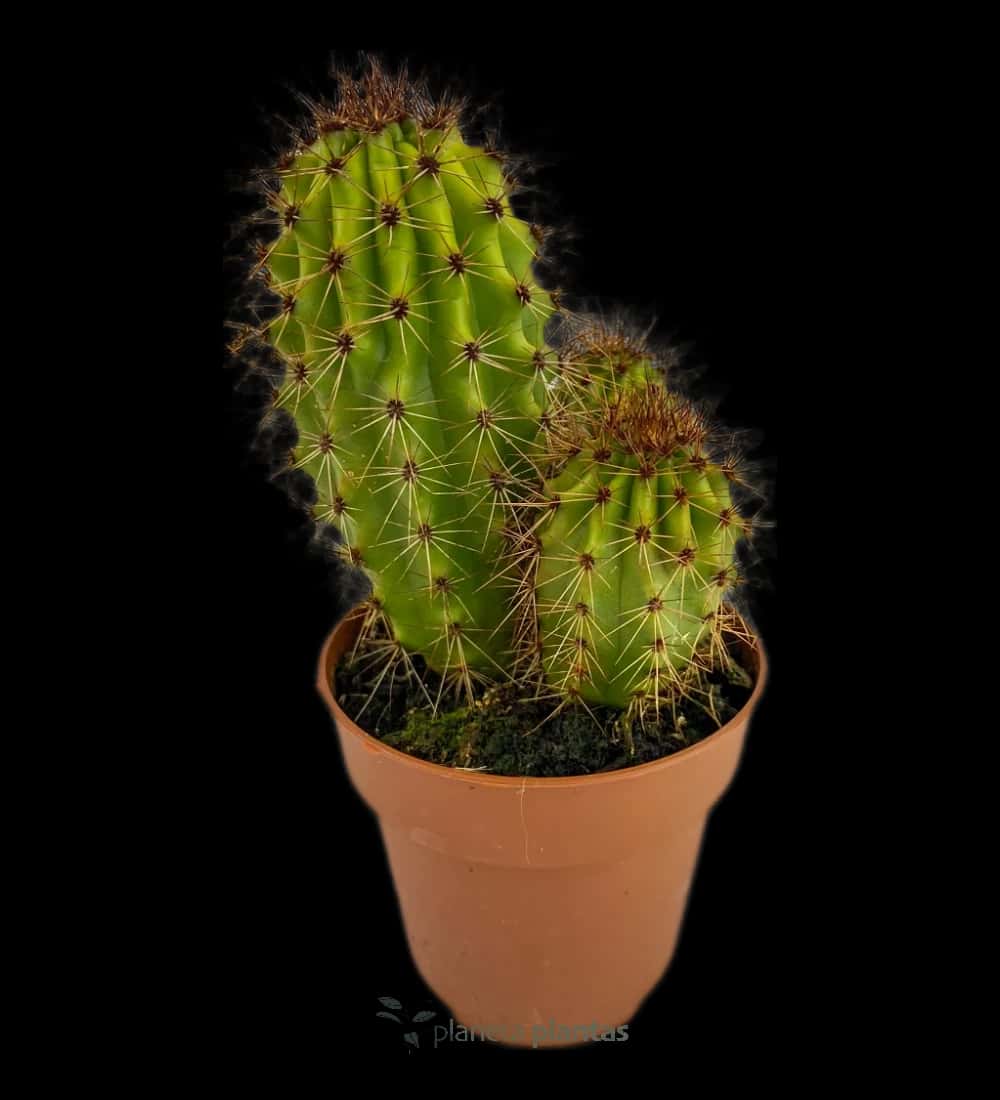 Süße Pitaya - (Stenocereus Thurberi)