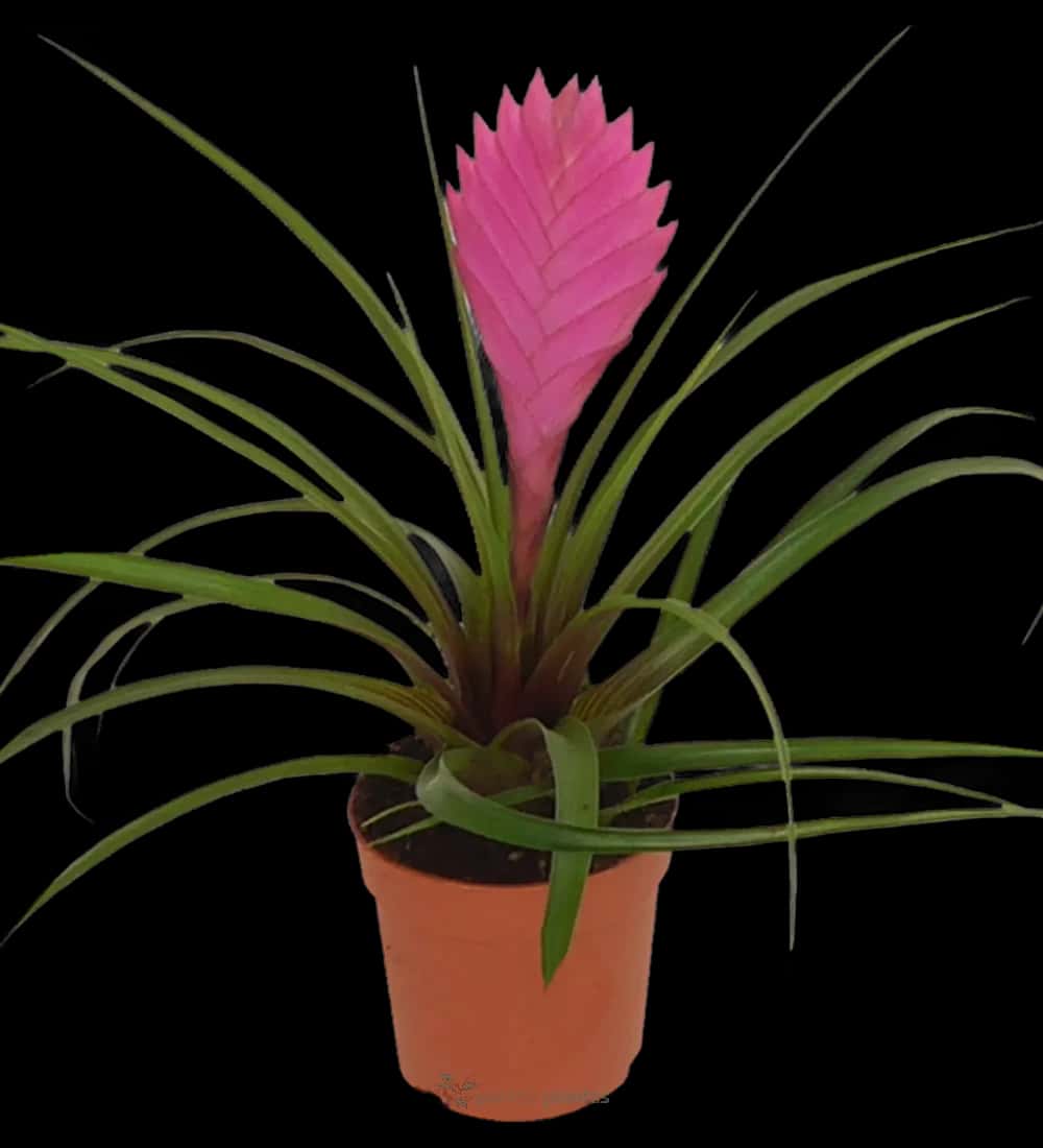 Tillandsia Cyanea