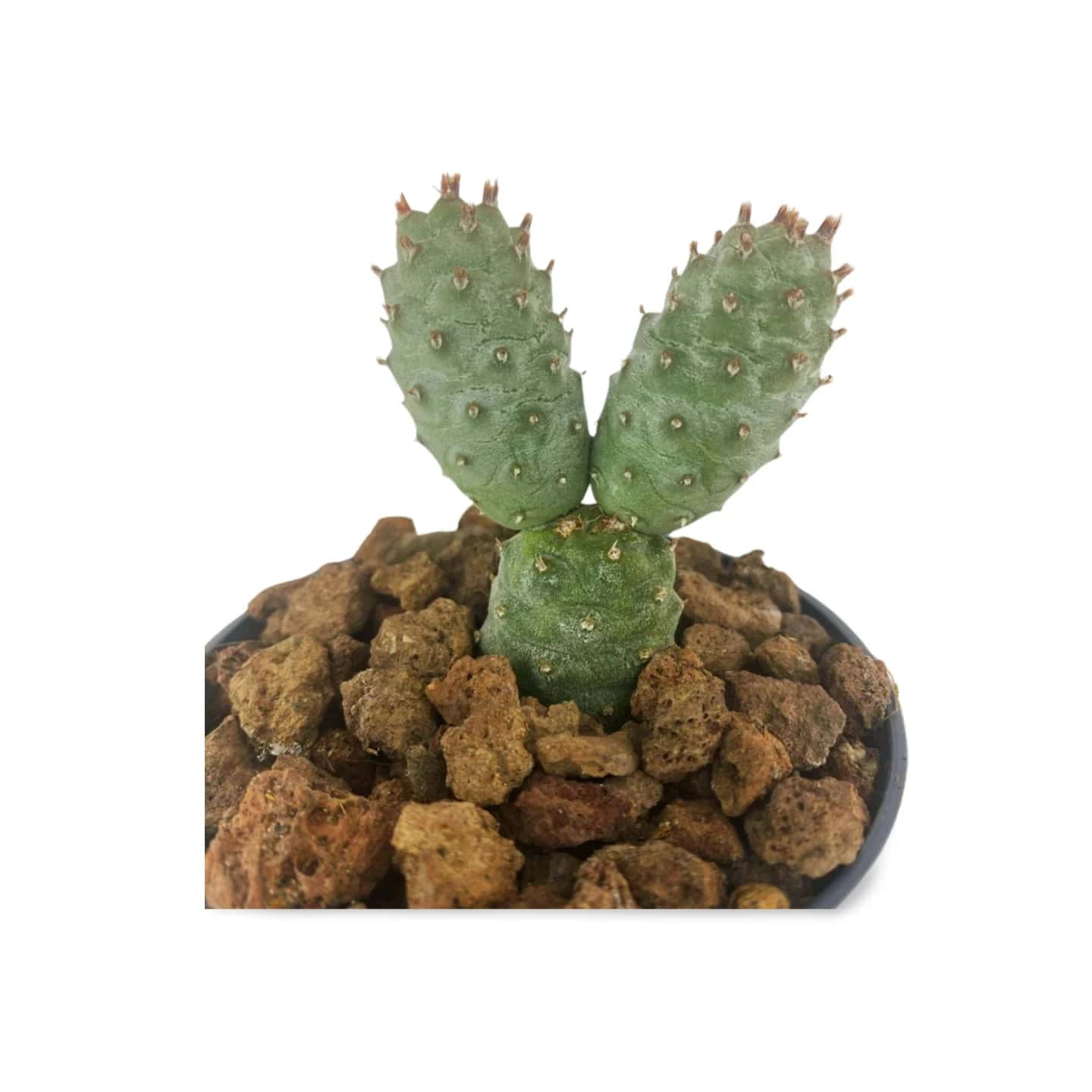 Ephrocactus Articulatus
