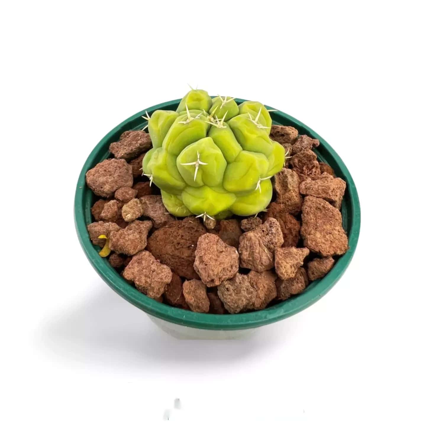 Thelocactus hexahedrophorus