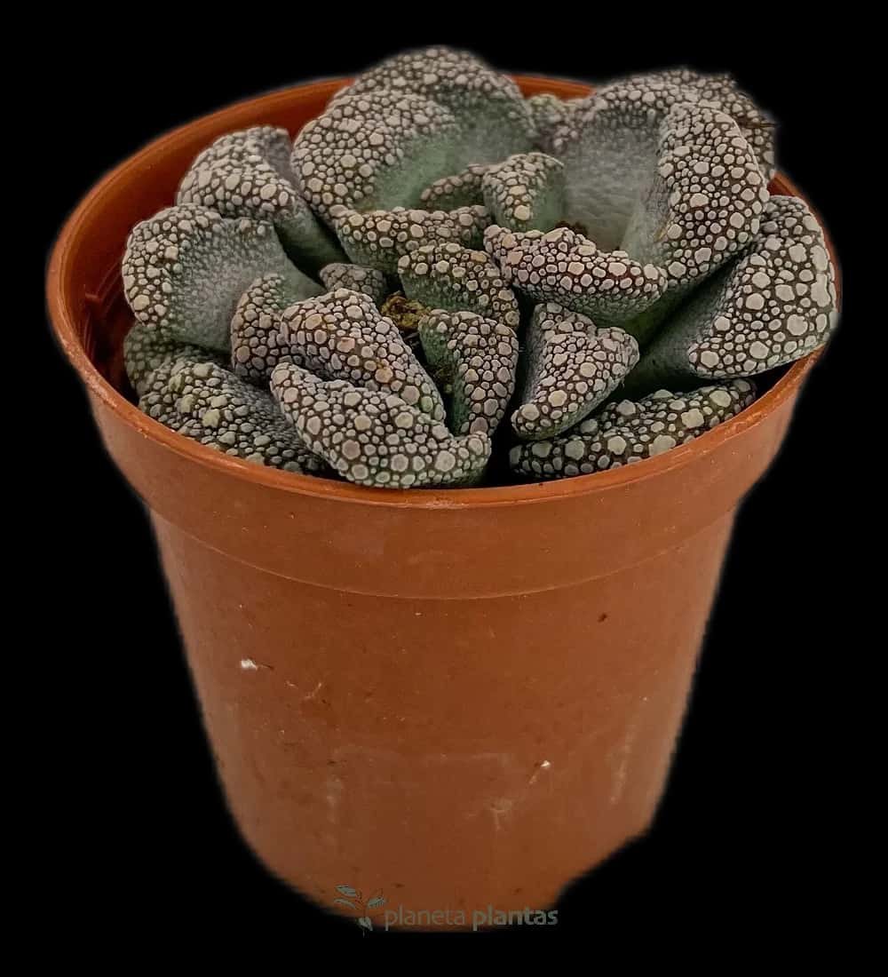 Titanopsis Calcarea – Klein