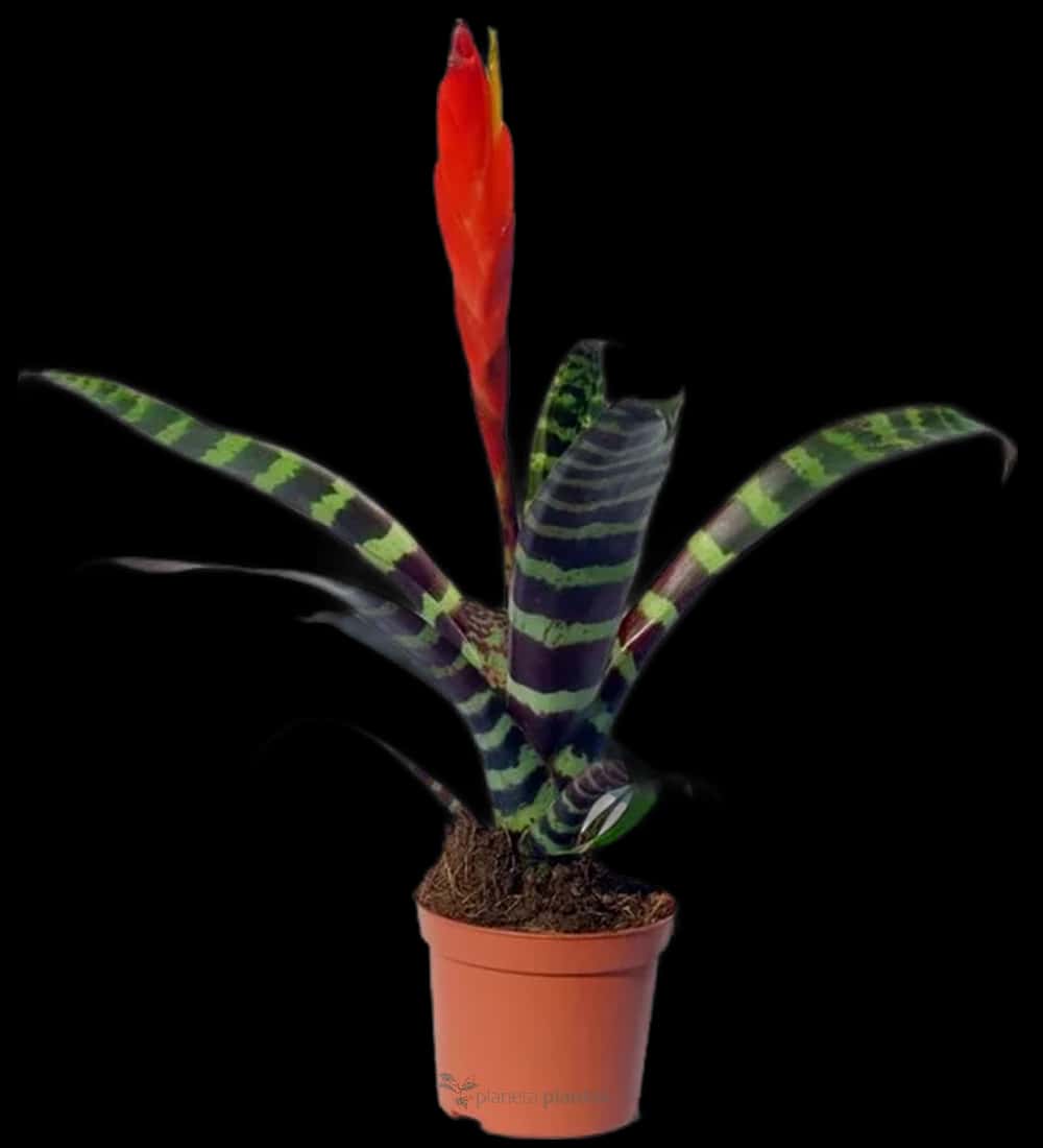 Vriesea Splendens