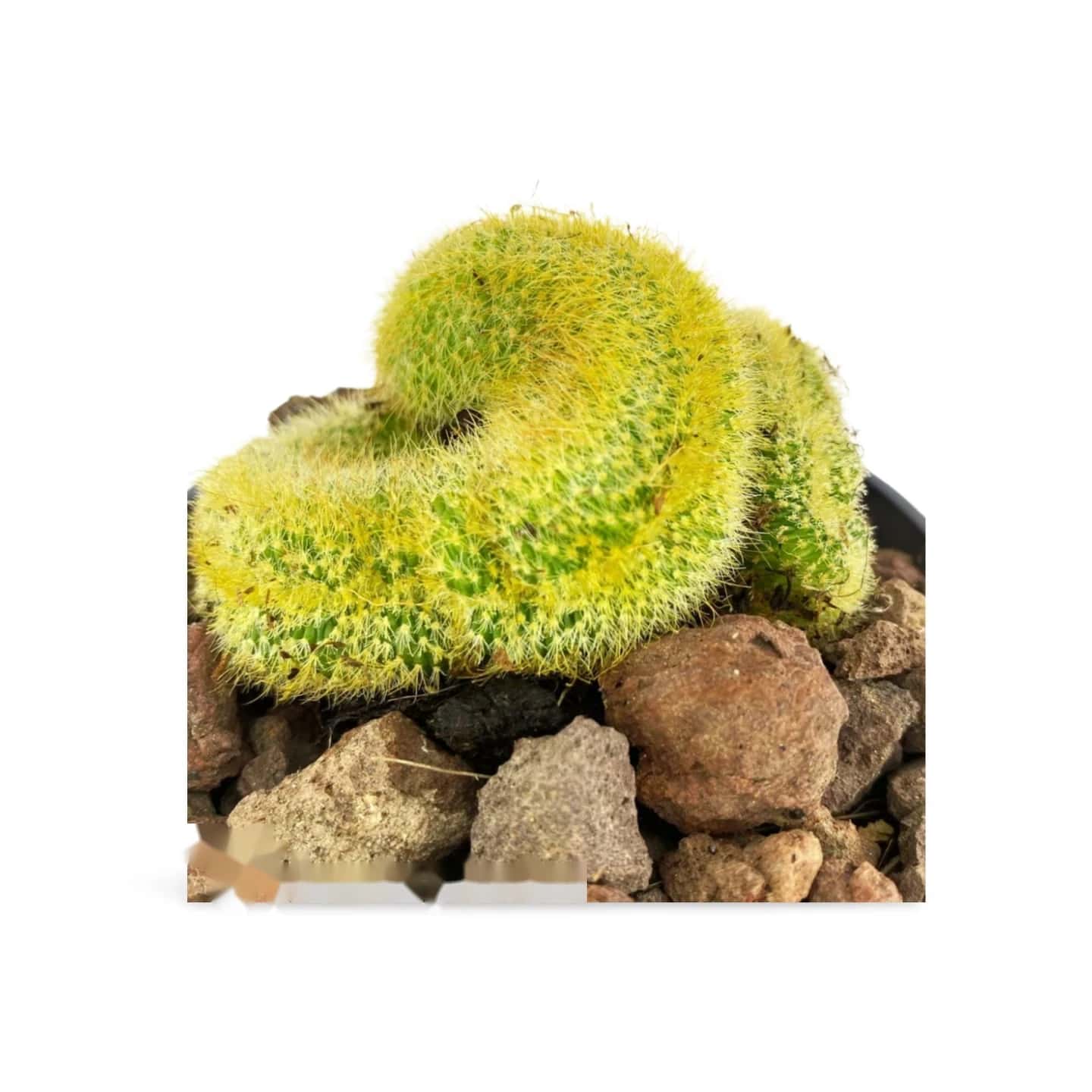 Vatricania Guentheri Cristata