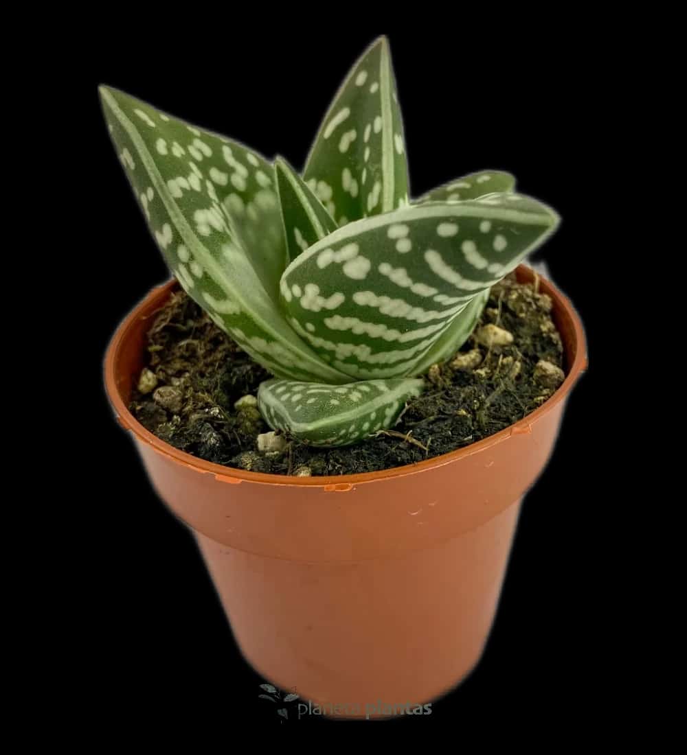 Tiger-Aloe - (Aloe Variegata)