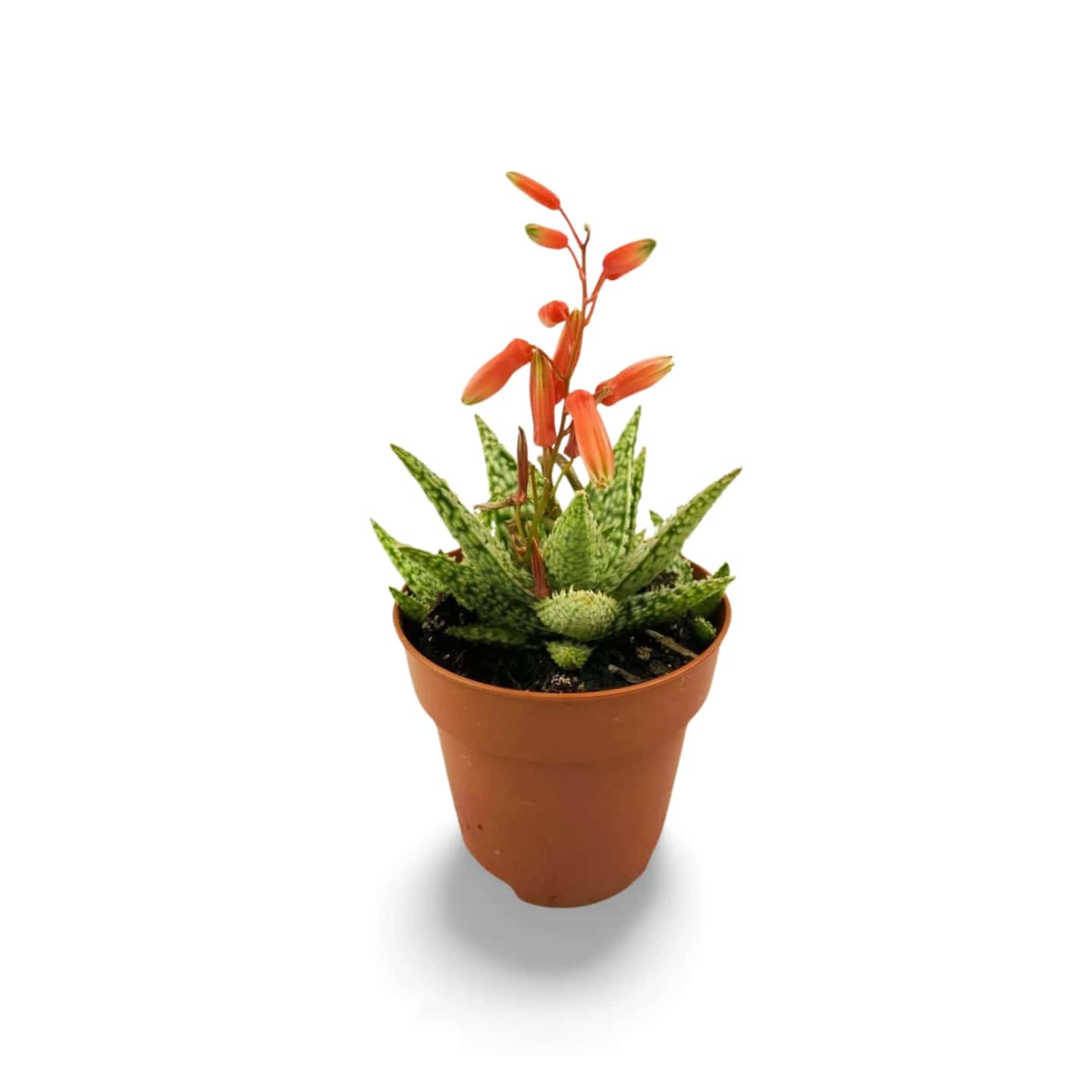 Aloe-Weihnachtslied