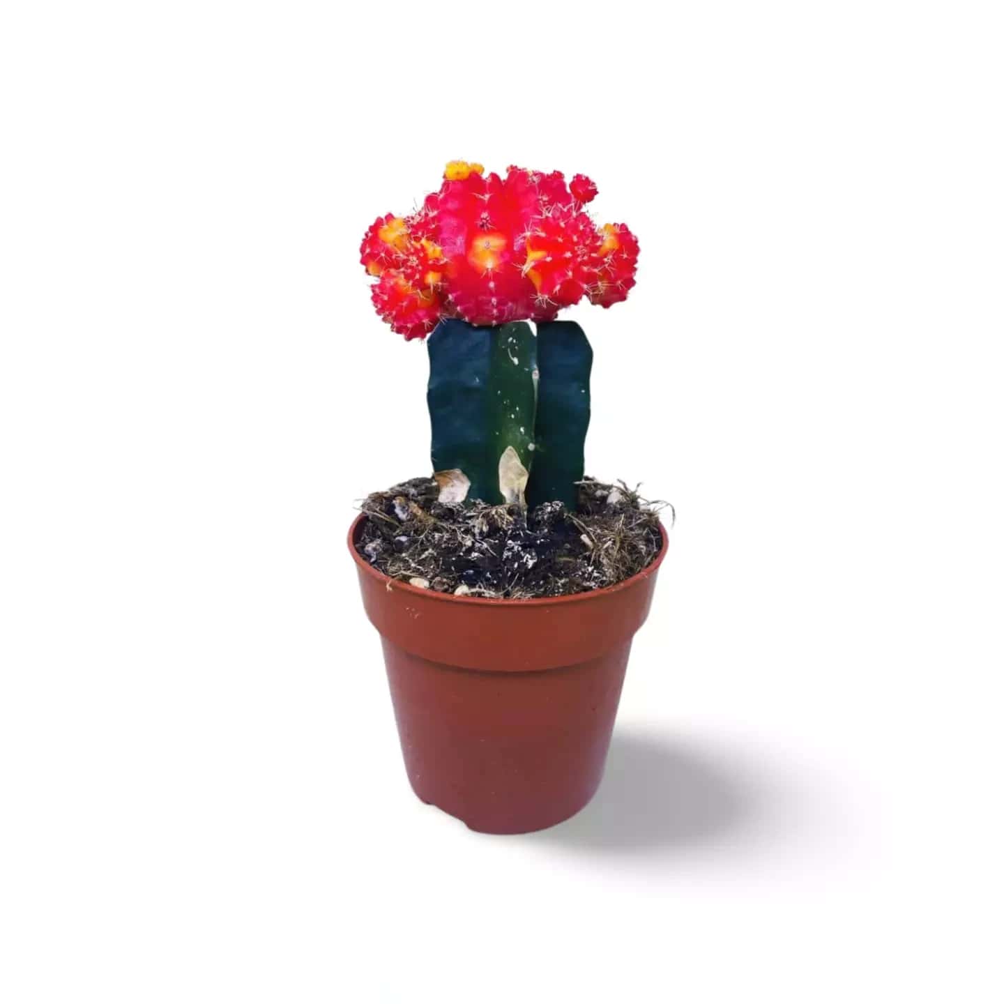 Kaktus Gymnocalycium gepfropfter roter Mond