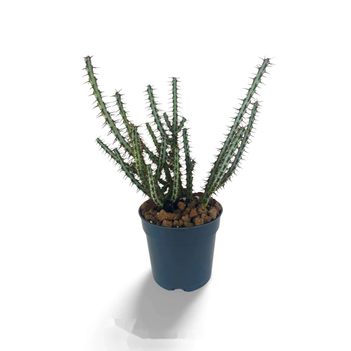 Euphorbia aeruginosa