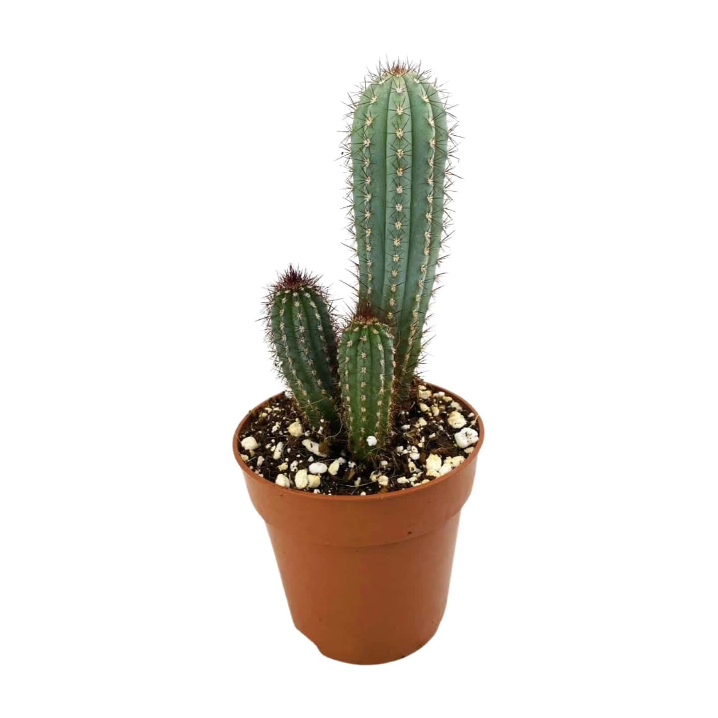 Süße Pitaya