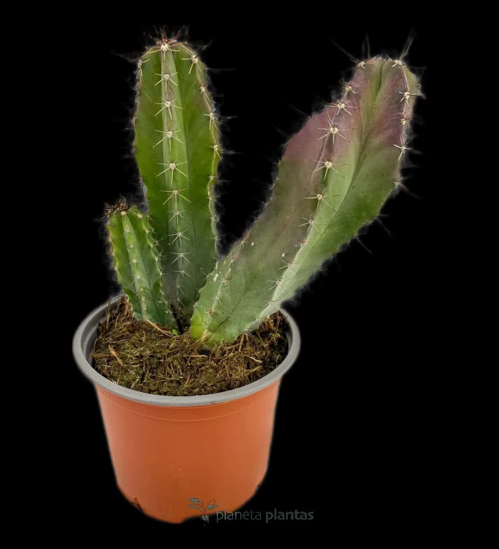 Pitaya De Mayo - (Tenocereus Pruinosus)