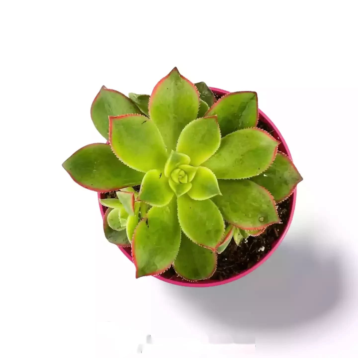 Aeonium-Kiwi