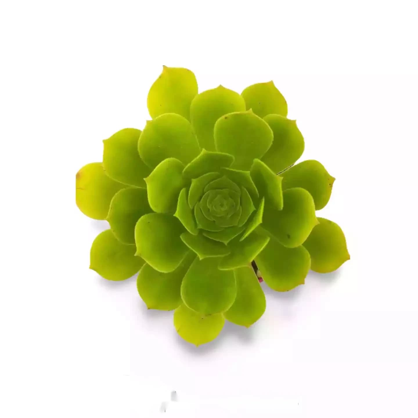 Aeonium Pseudomacrochele