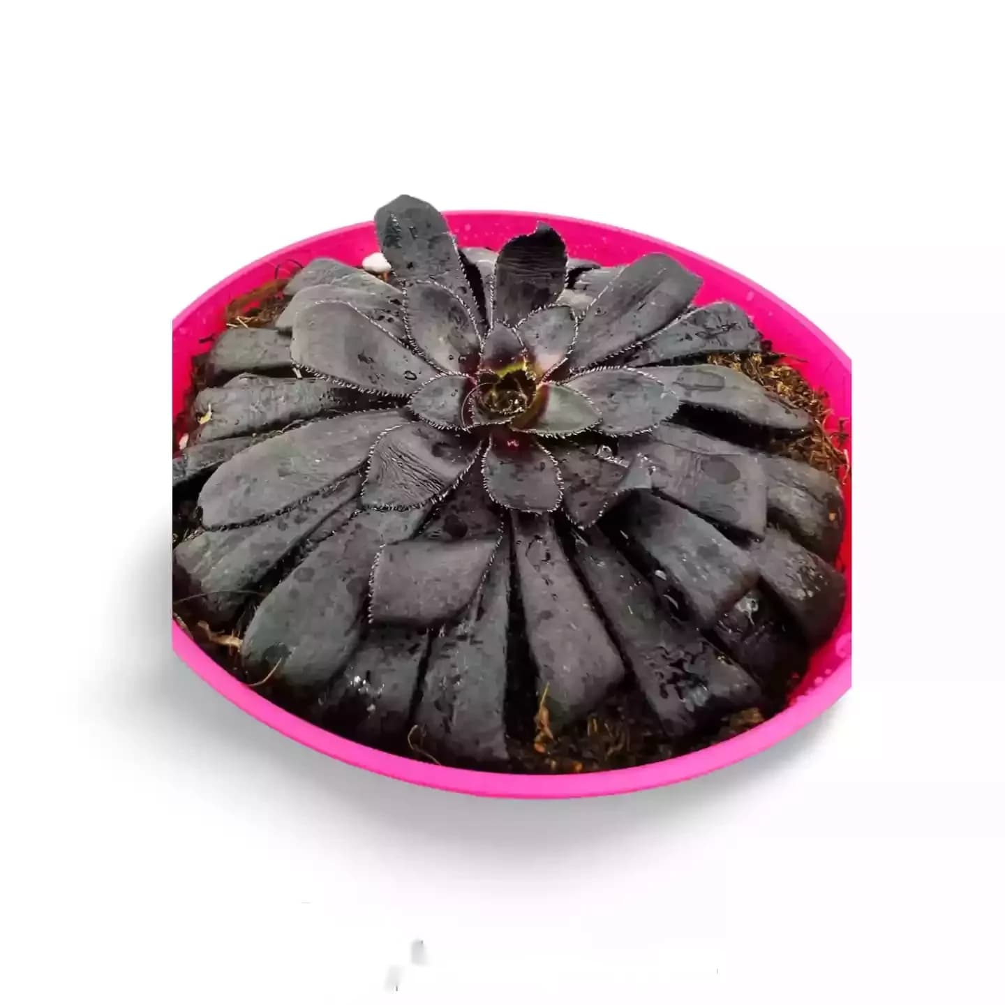 Aeonium Zwartkop Black Rose Var