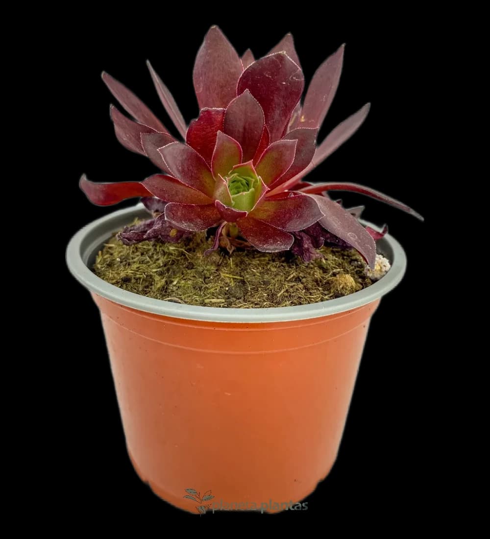 Schwarze Rose Sukkulente – (Aeonium Zwartkop)
