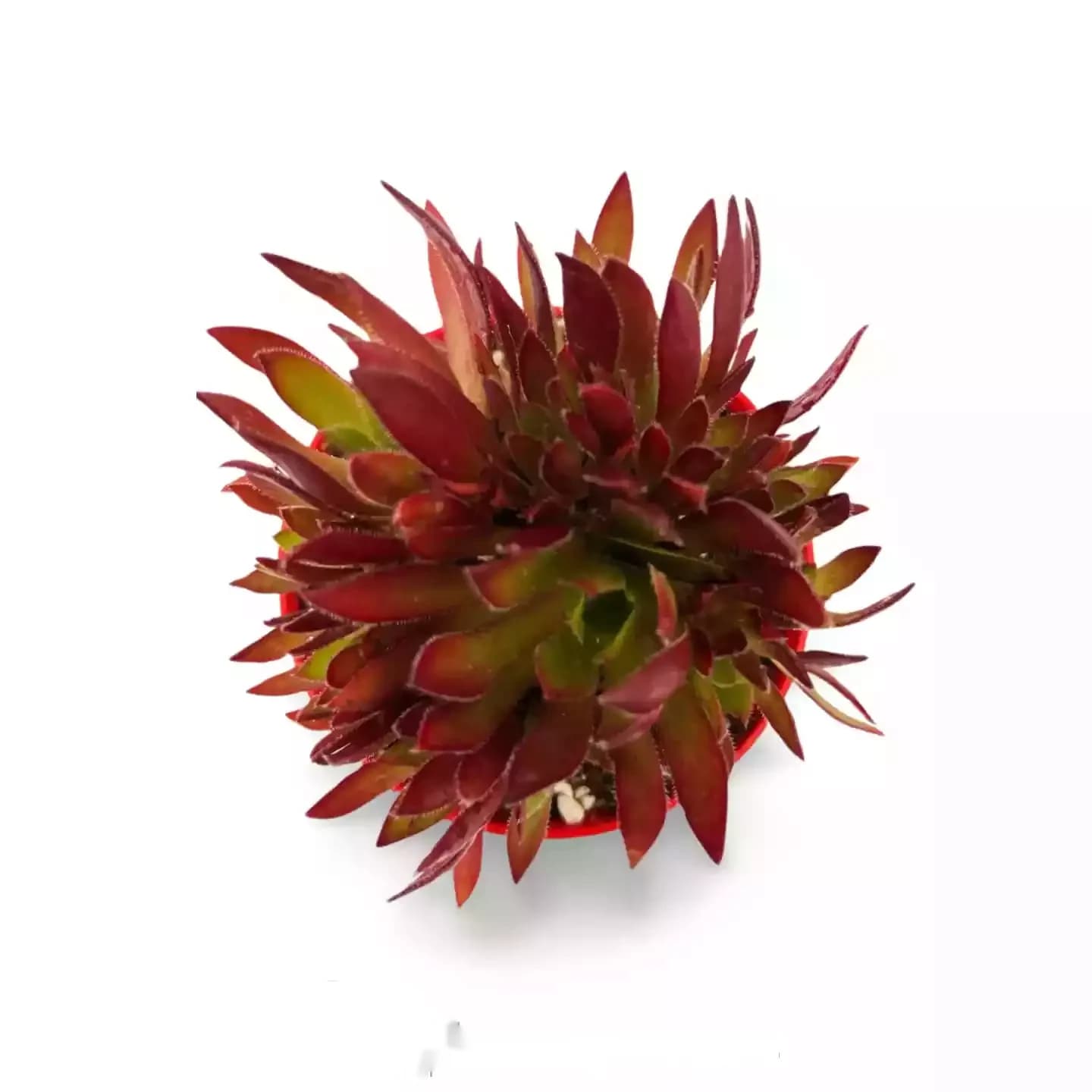 Aeonium-Feuerwerkskörper