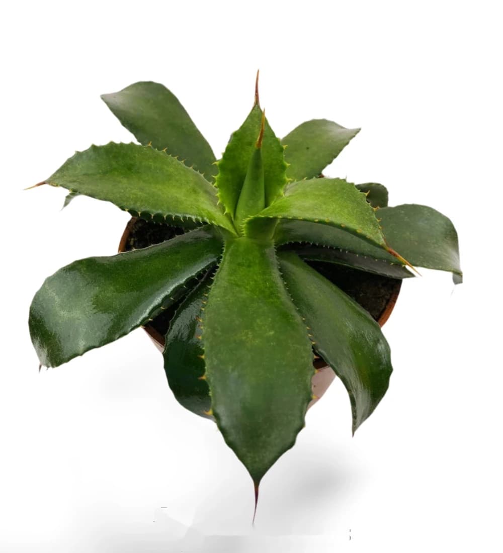 Agave Congesta