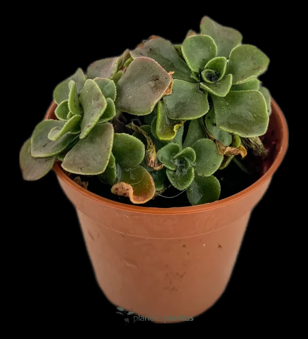 Herzpflanze - (Aichryson Domesticum)