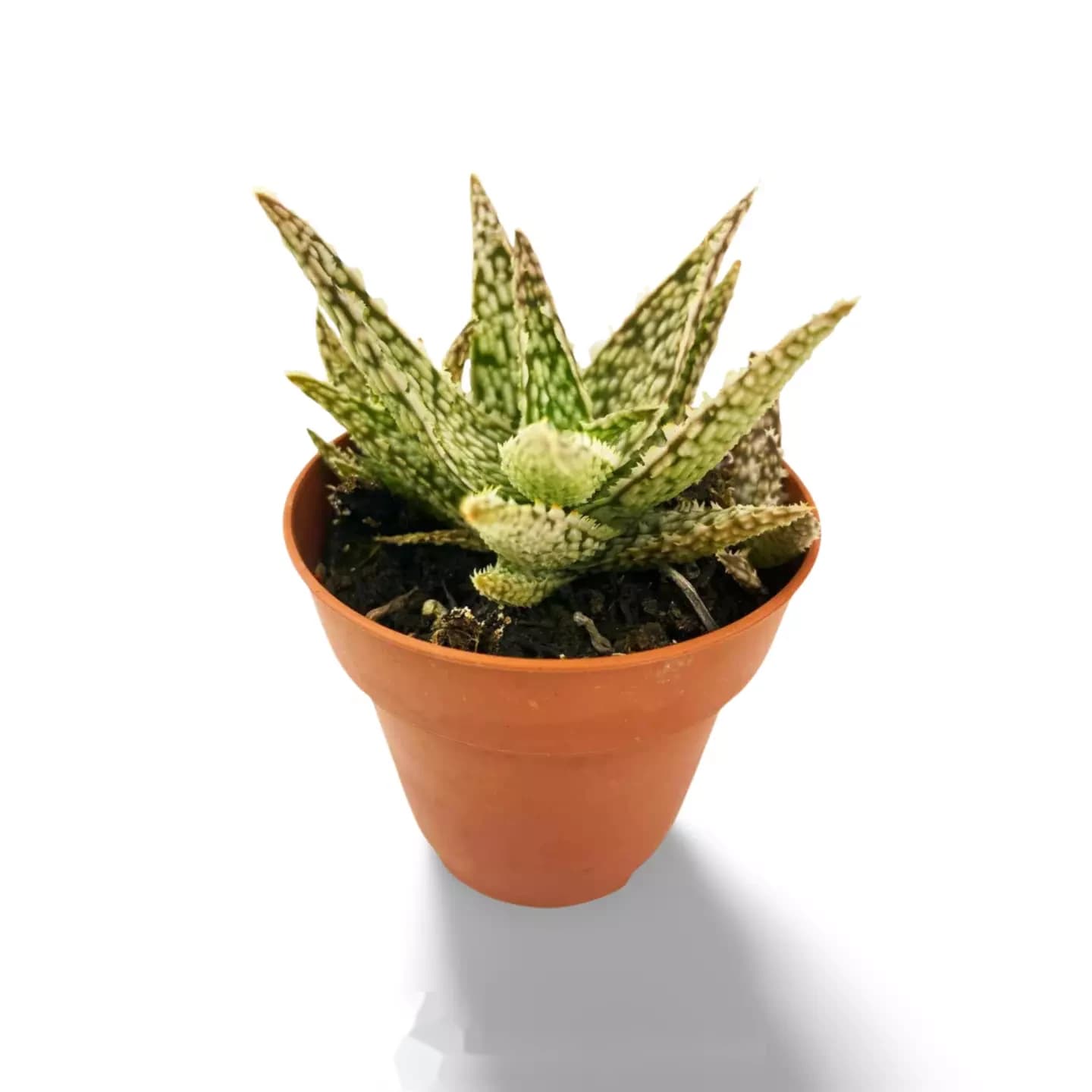 Aloe Weißer Blitz