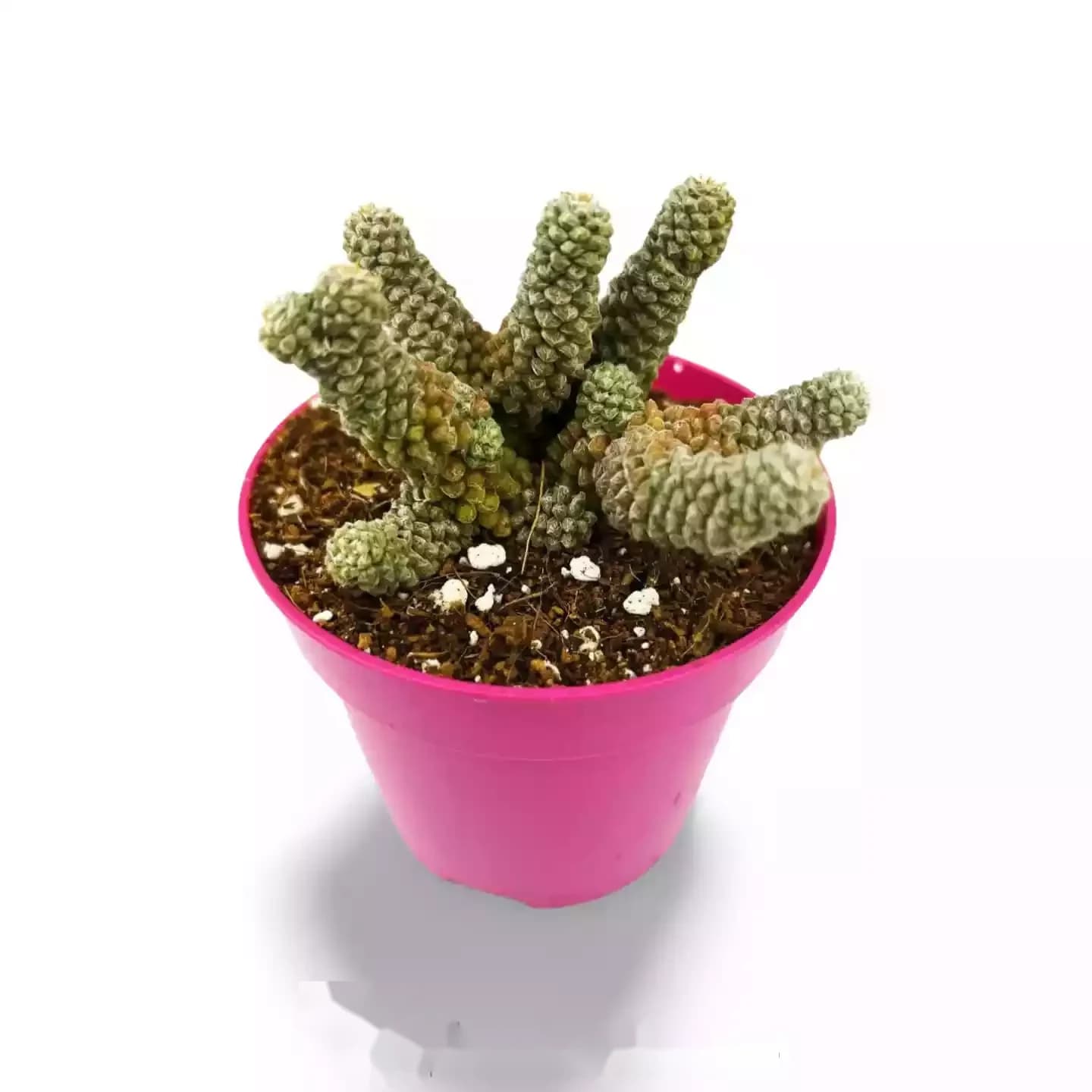 Anacampseros Filamentosa