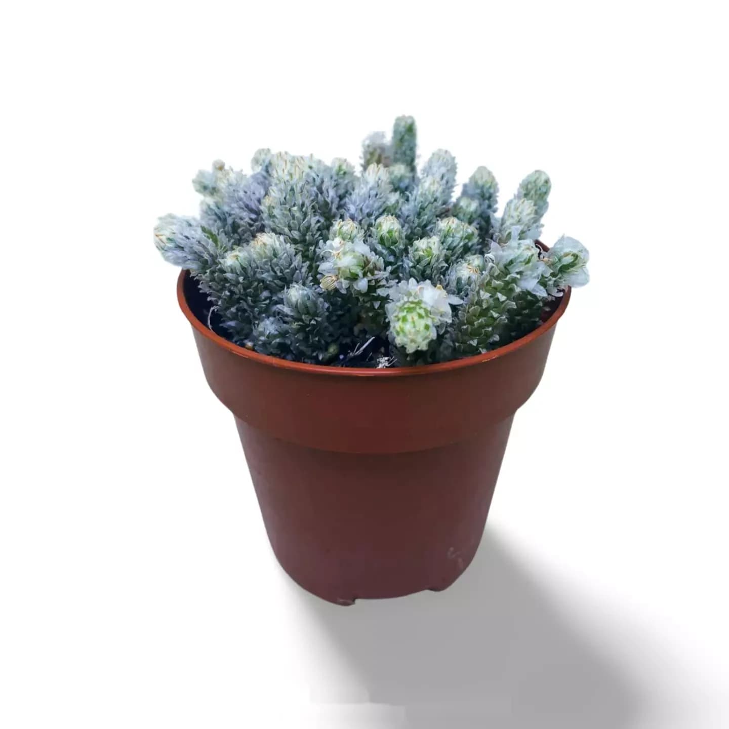 Avonia Recurvata