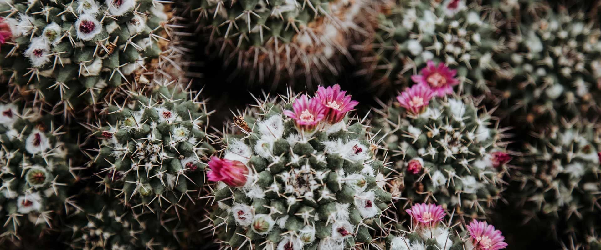 Entdecken Sie die wunderbaren Vorteile der Kaktusblüte 🌵🌼