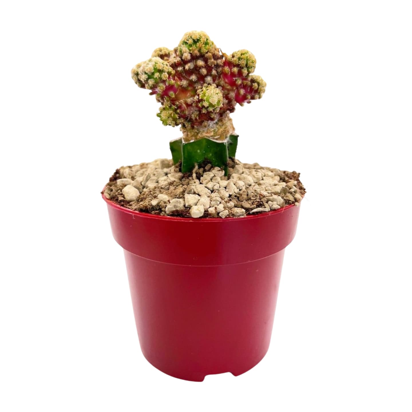 Mammillaria gracilis