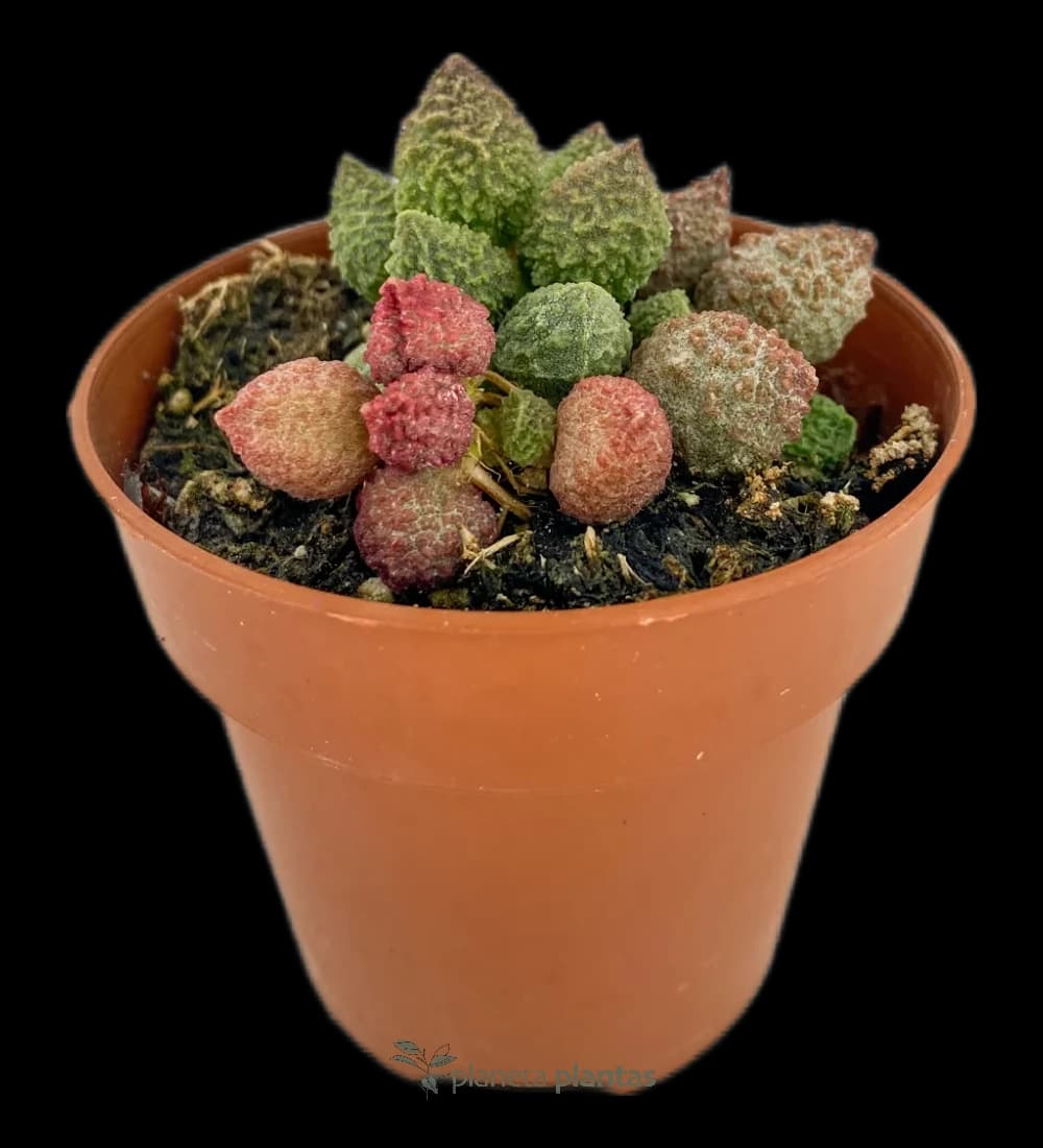 Adromischus marianae herrei – Eichhörnchenschote