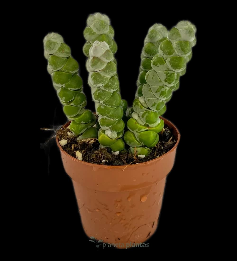 Crassula Moonglow