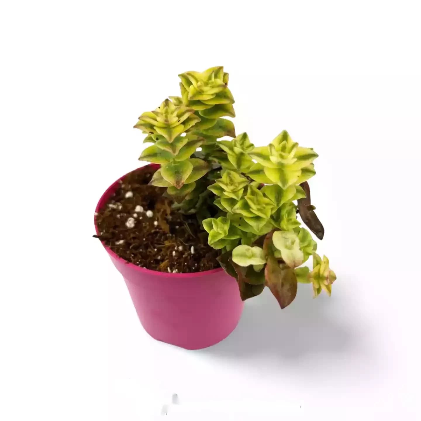 Crassula perforata variegata
