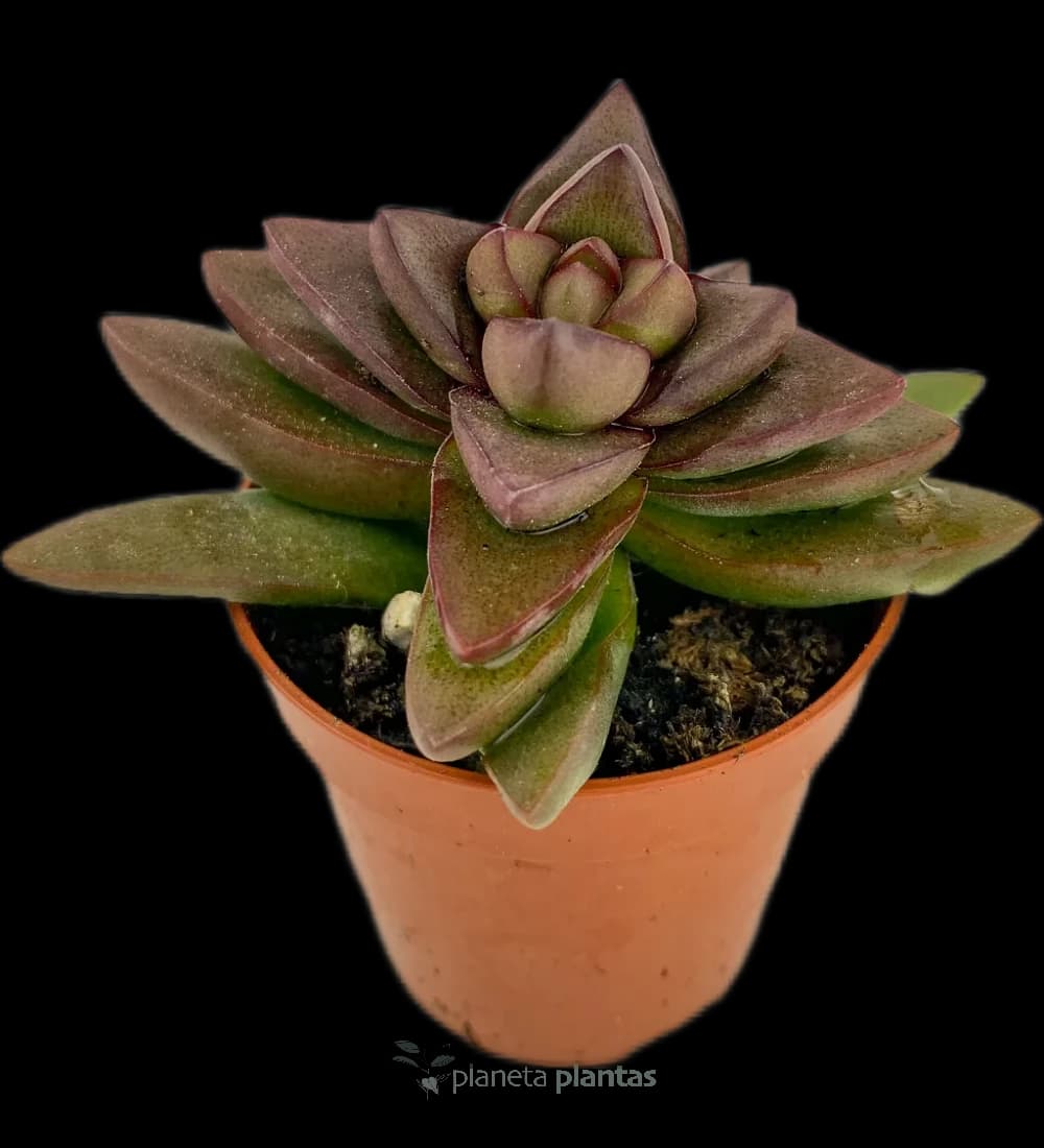 Crassula Spring Time Mod C