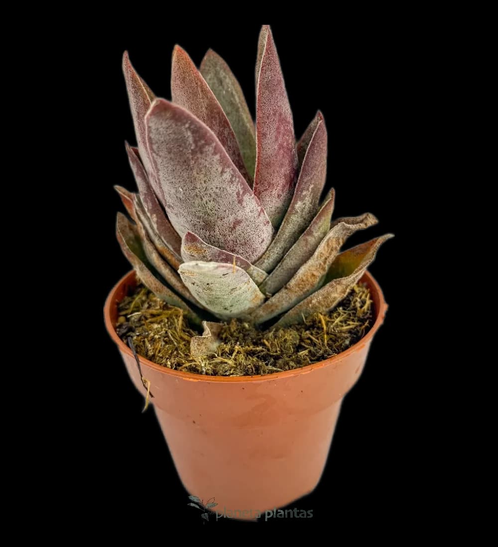 Münzpflanze - (Crassula Perfoliata Var. Falcata)