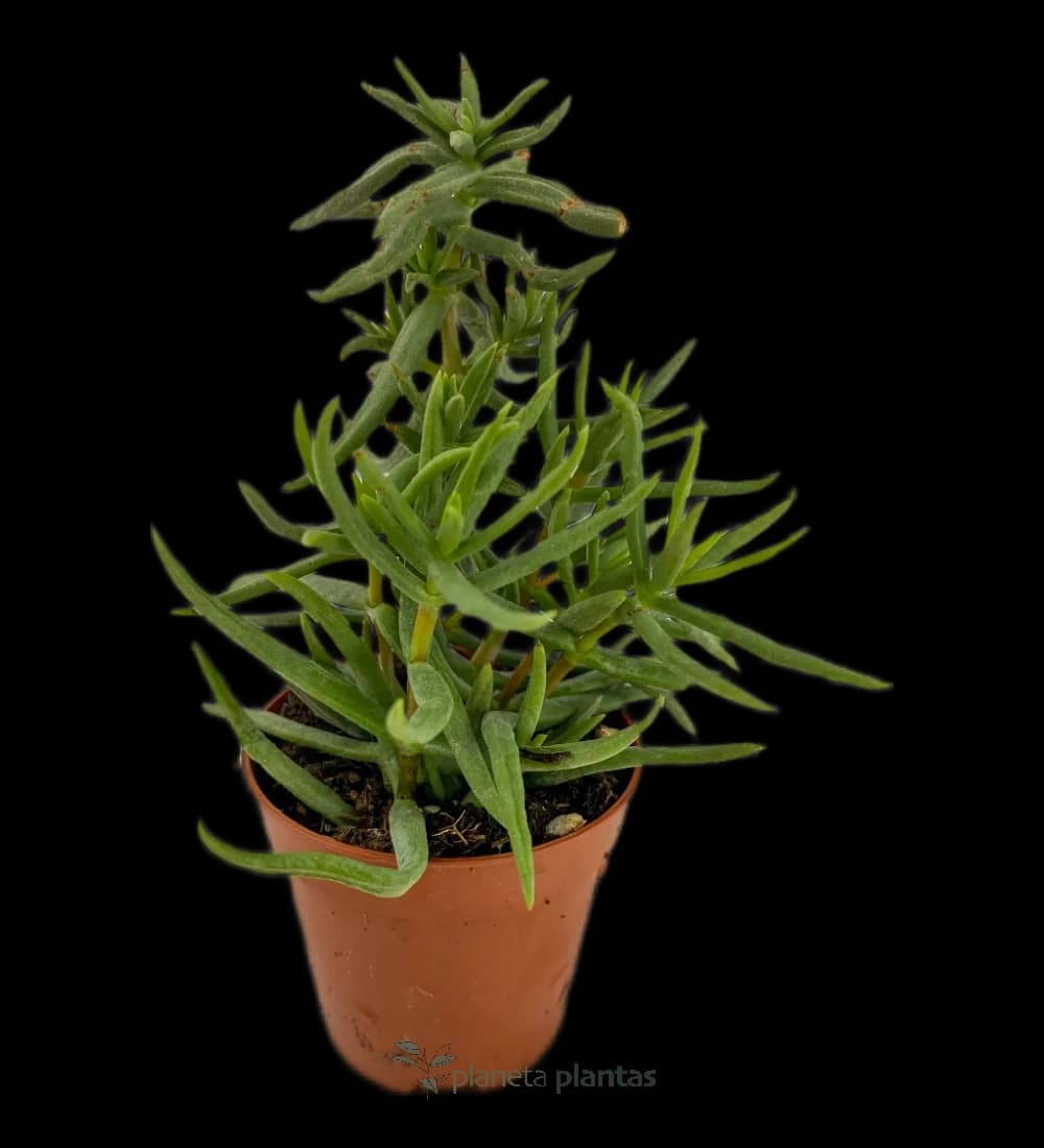 Zwergkiefer - (Crassula tetragona)