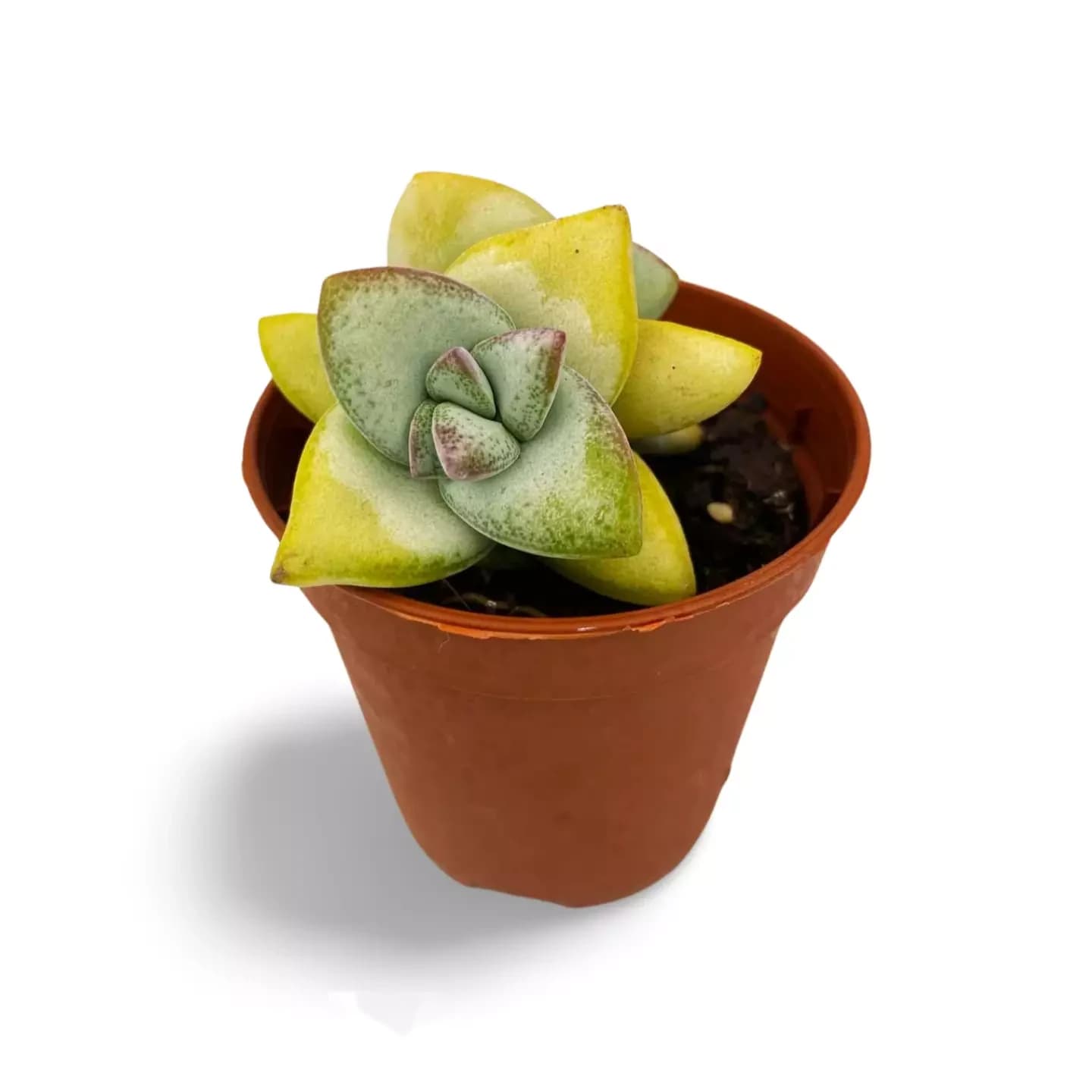 Crassula Rupestris