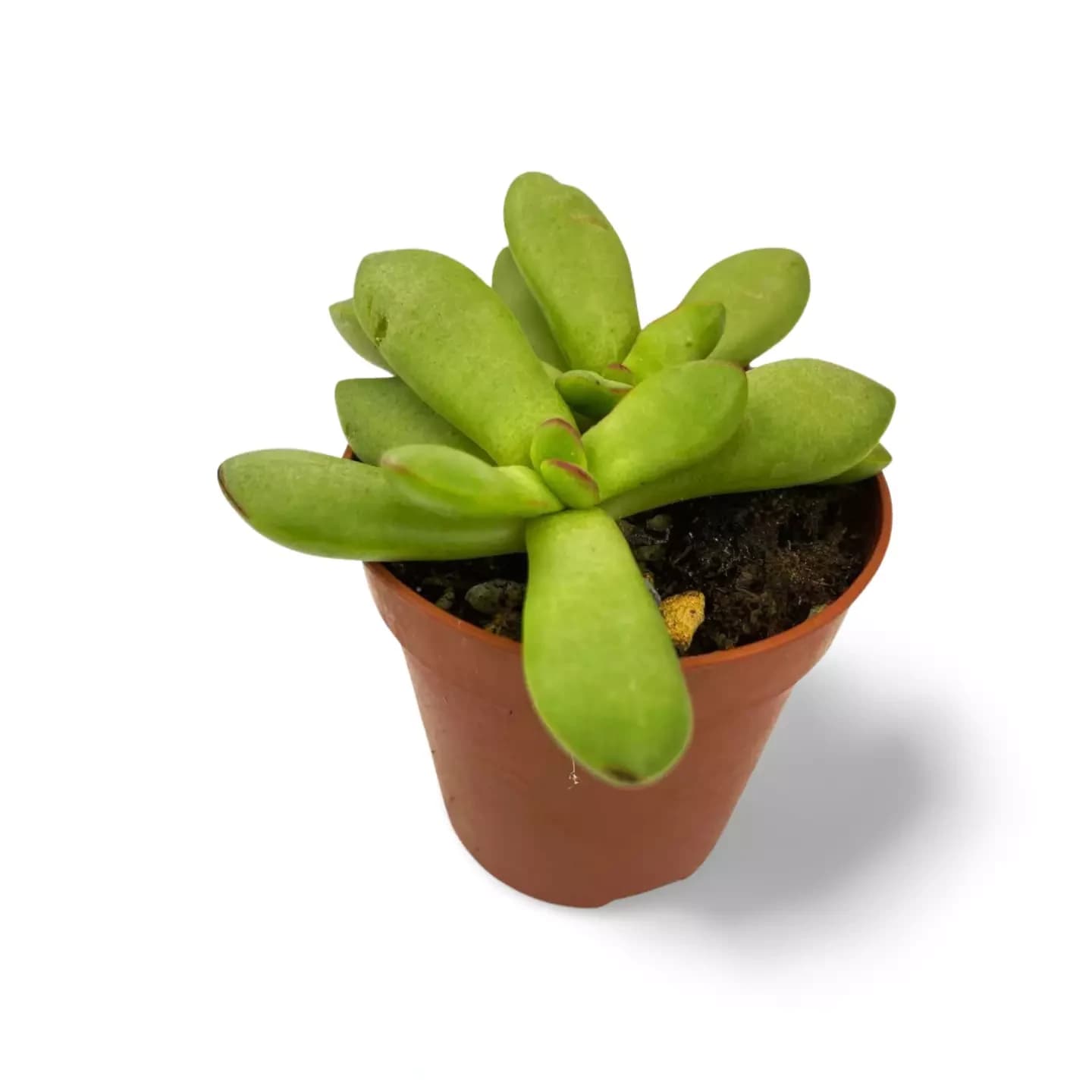 Crassula Nudicaulis var herrei