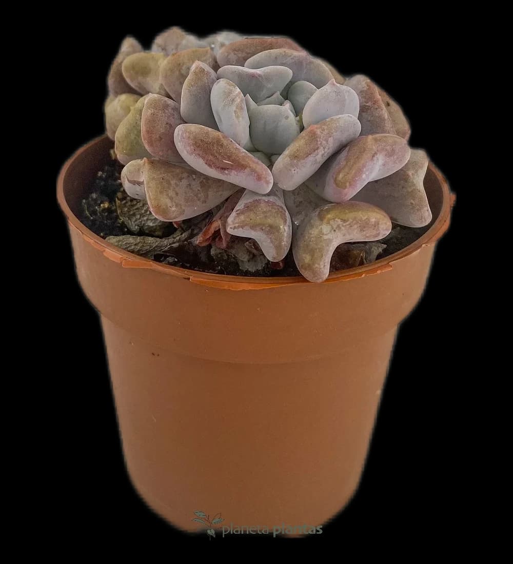 Eselsohr – (Echeveria Cubic Frost)