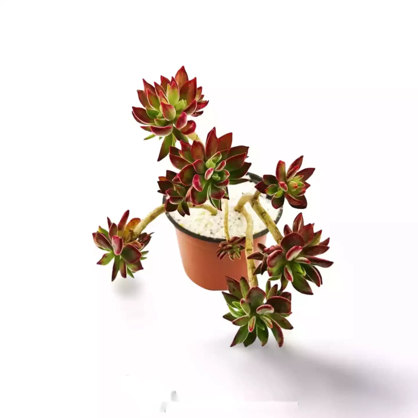 Echeveria Harmsii Rubinpantoffeln