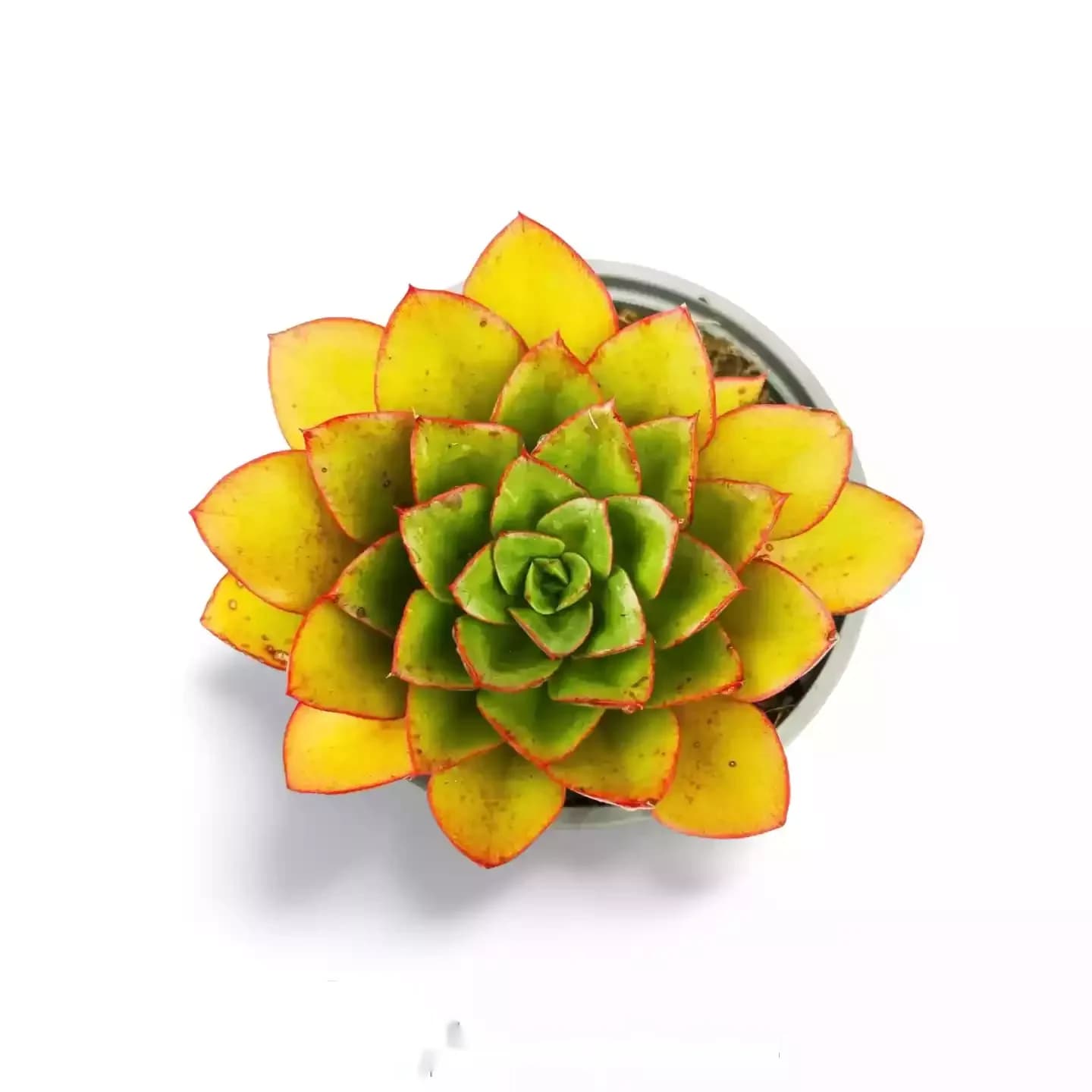 Echeveria Eisrosa