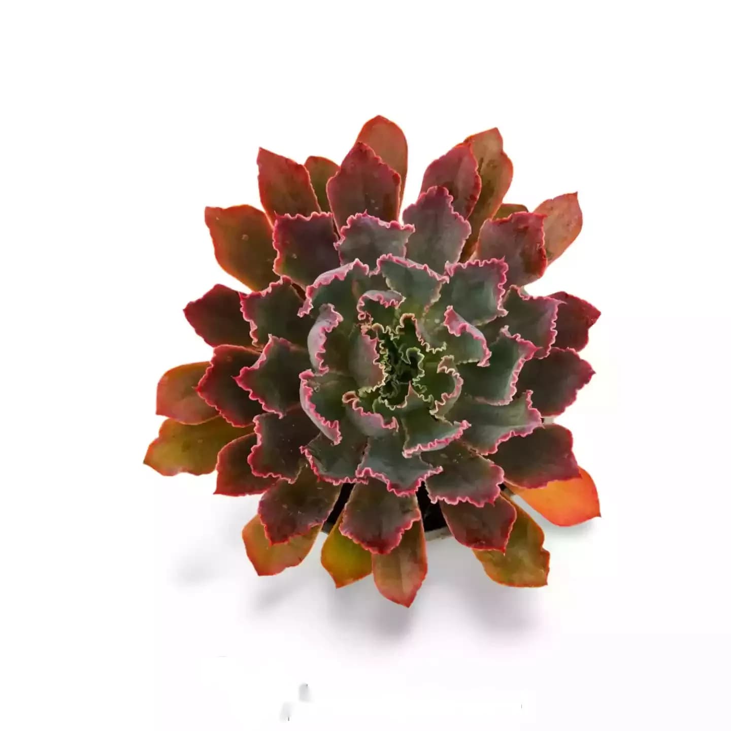 Echeveria Neon Breaker