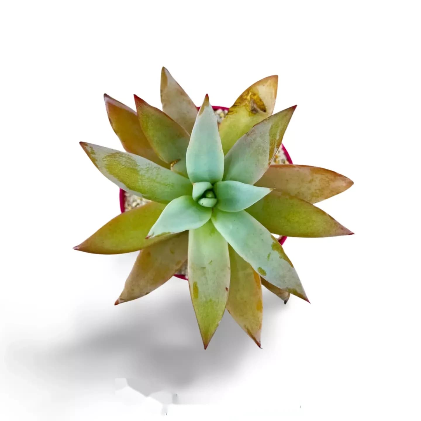 Echeveria colorata