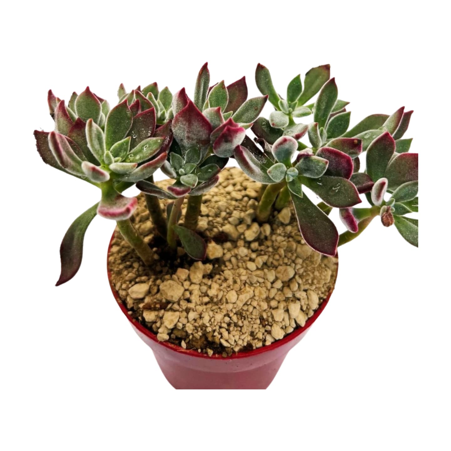 Echeveria pulvinata Dévotion