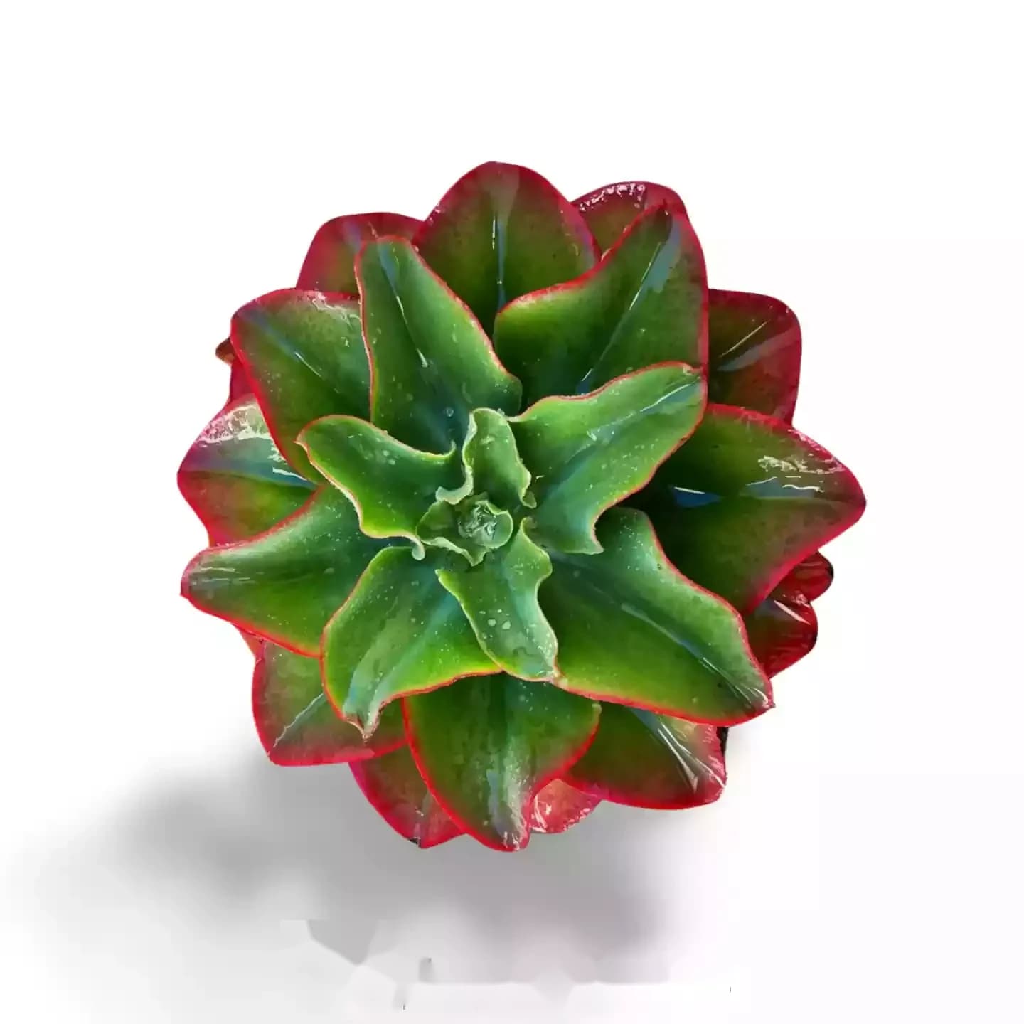 Echeveria triquiana
