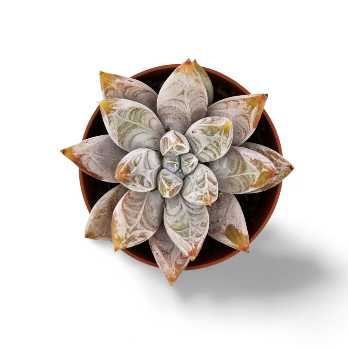 Echeveria Tolimanensis