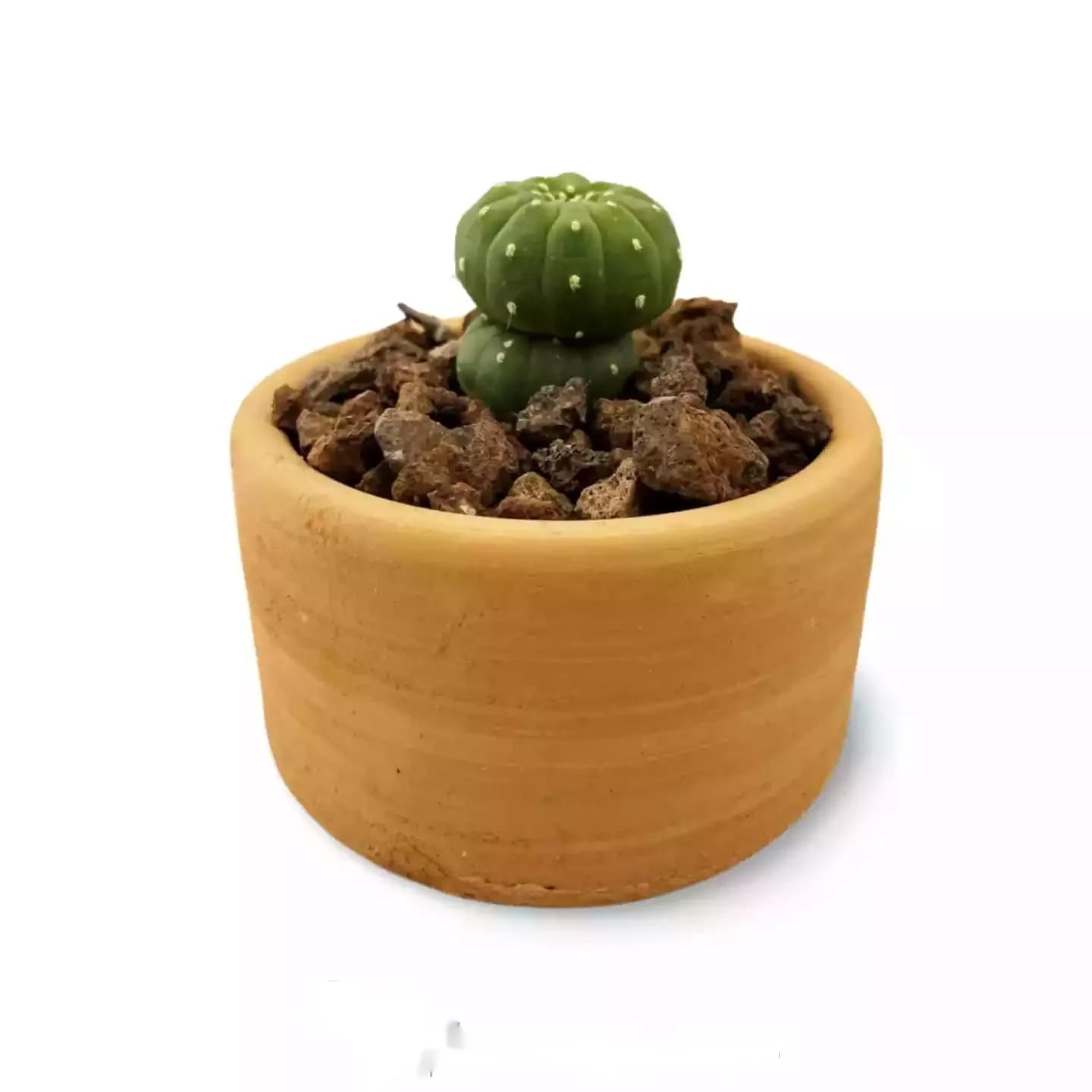 Echinopsis Subdenudata-Sorte