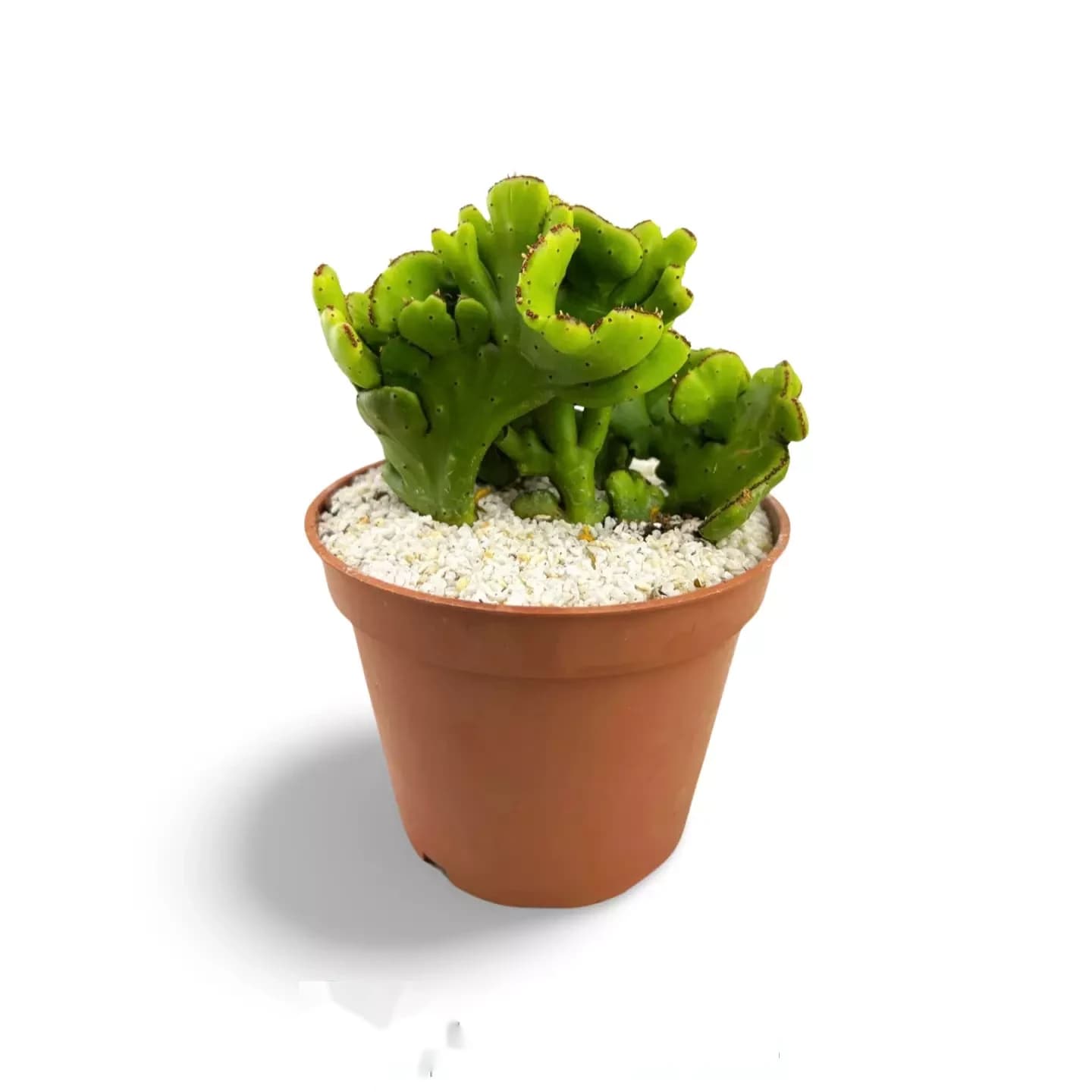 Euphorbia leucodendron