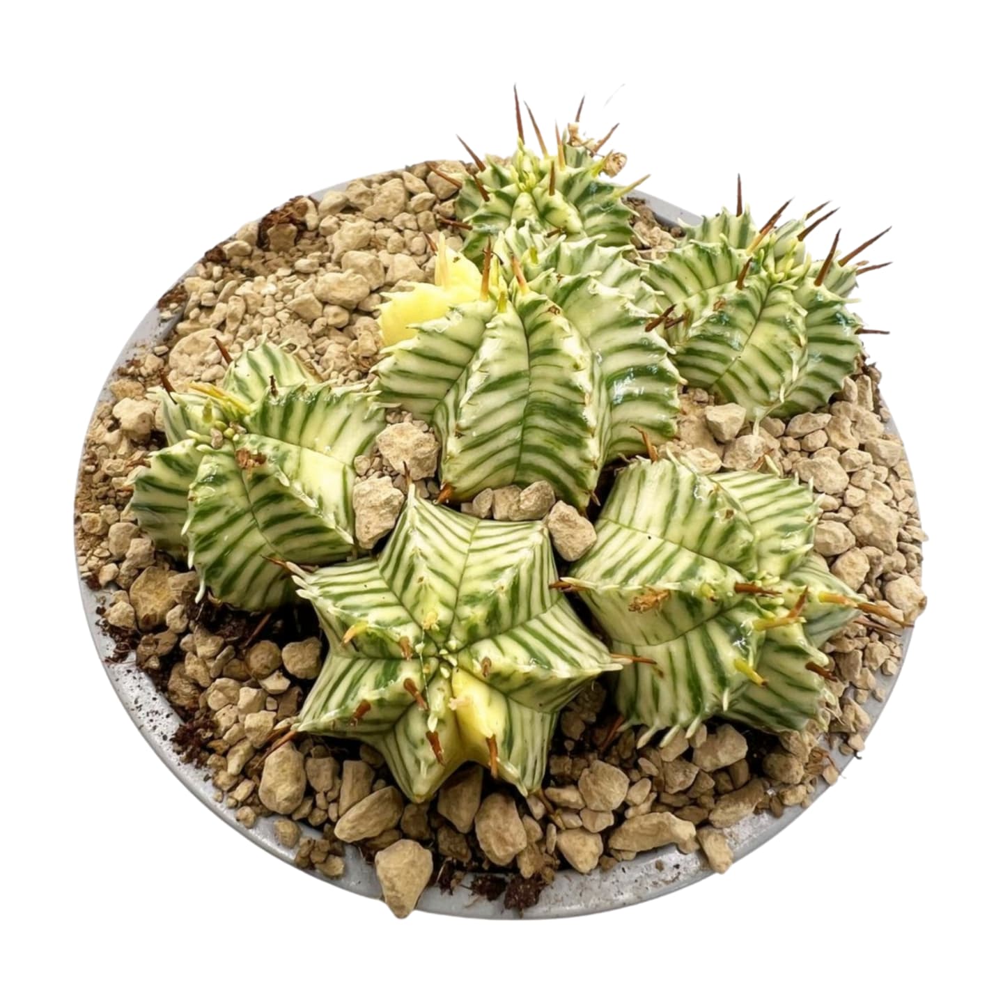 Panachierte Euphorbia meloformis