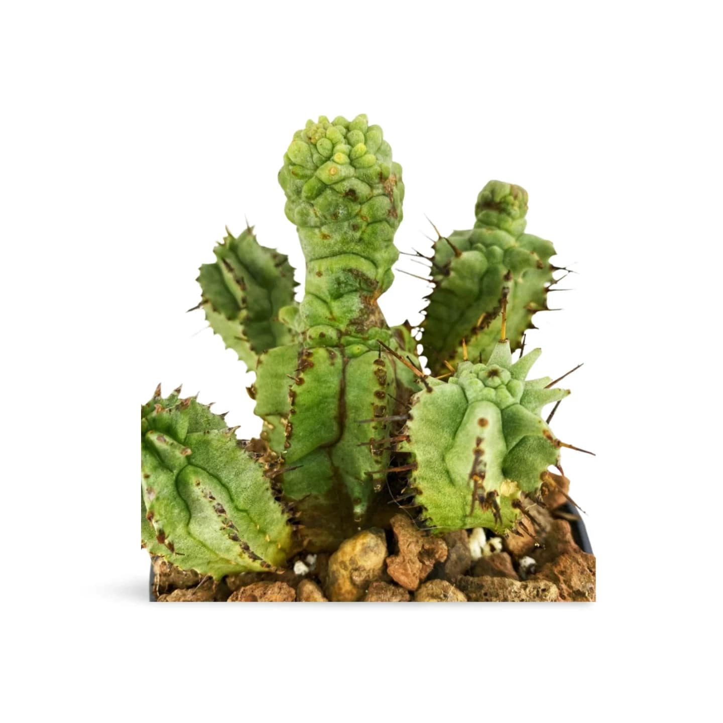 Monströse Euphorbia Horrida