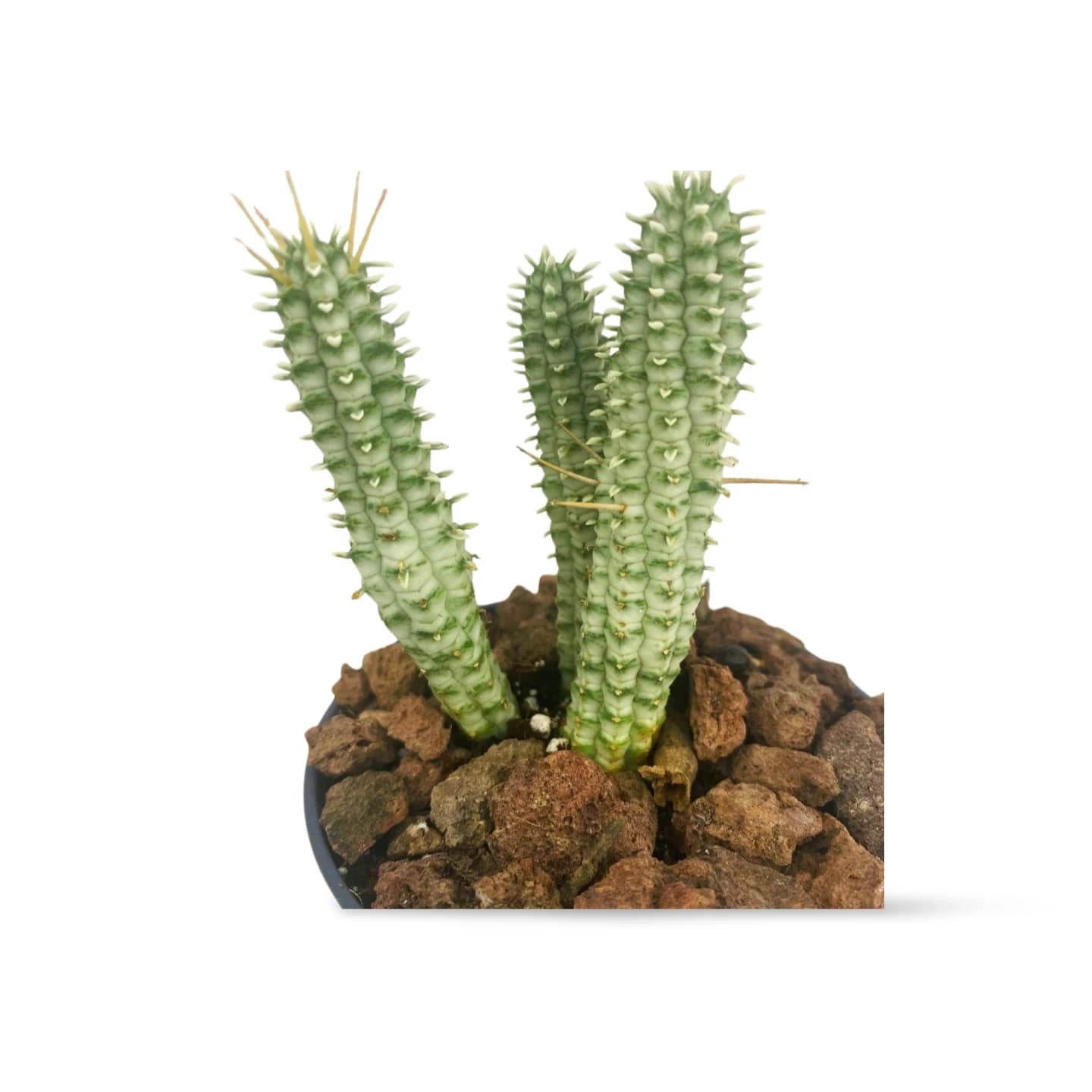 Euphorbia Mammillaris Variegata